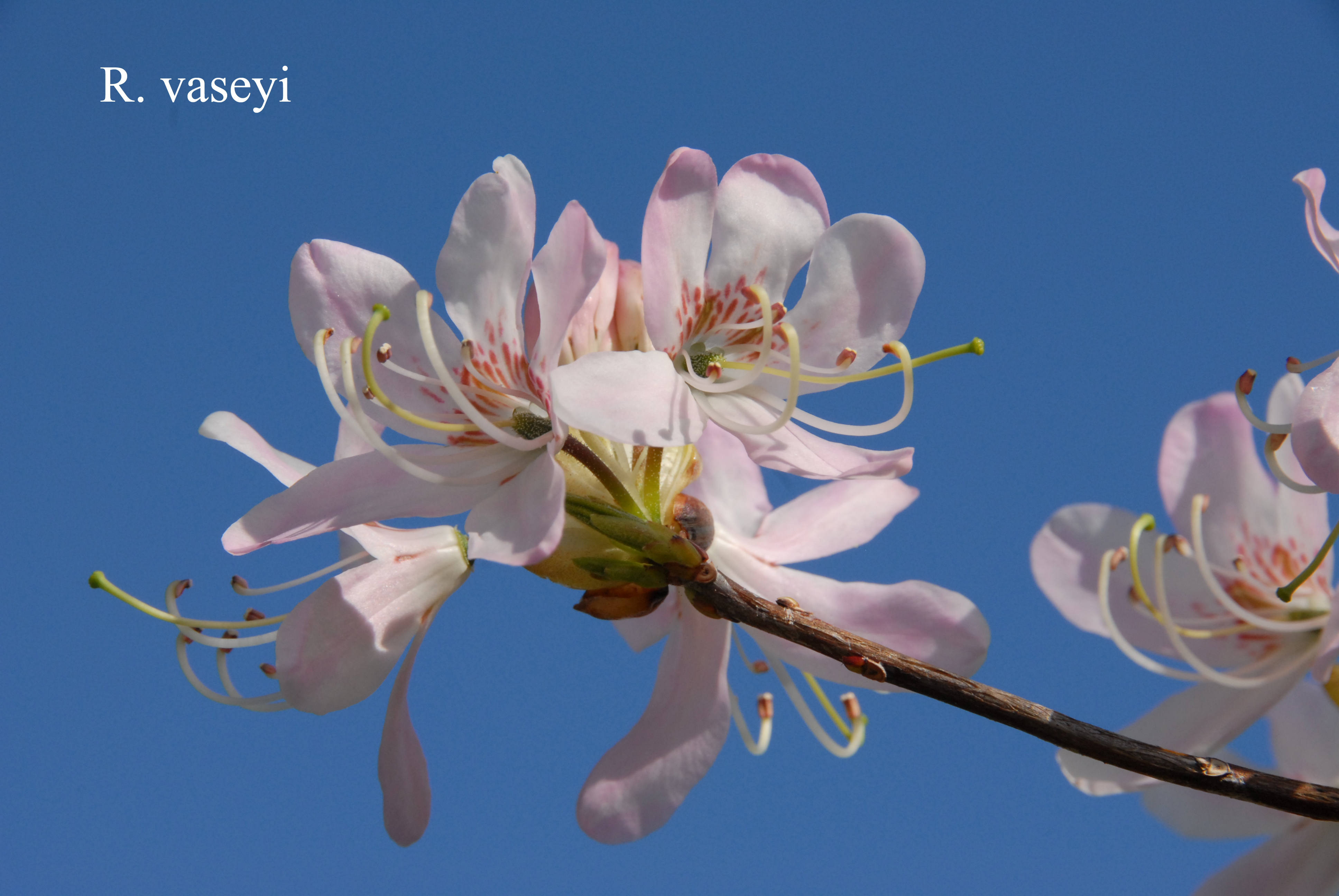 Rhododendron vaseyi photo