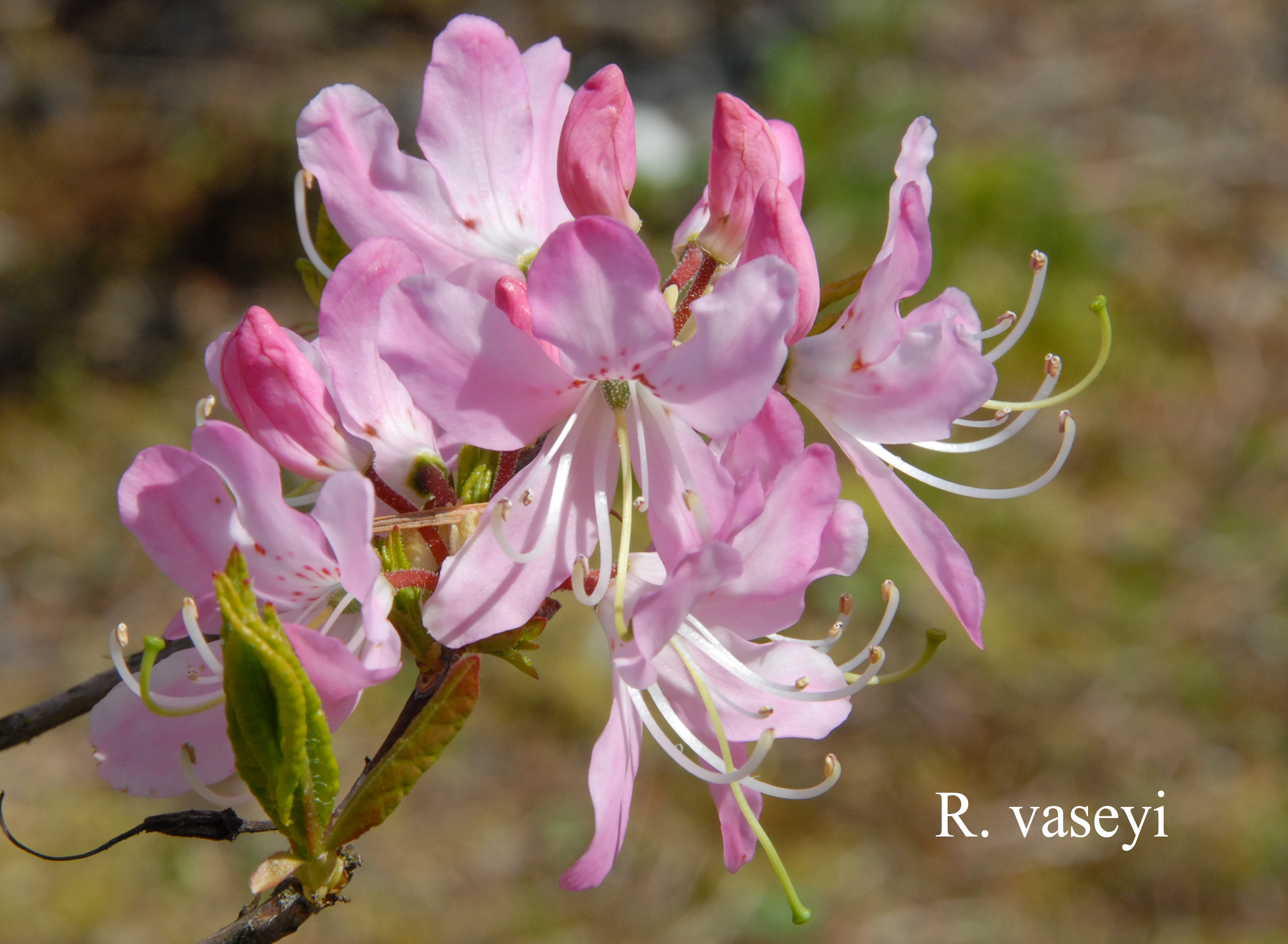 Rhododendron vaseyi photo