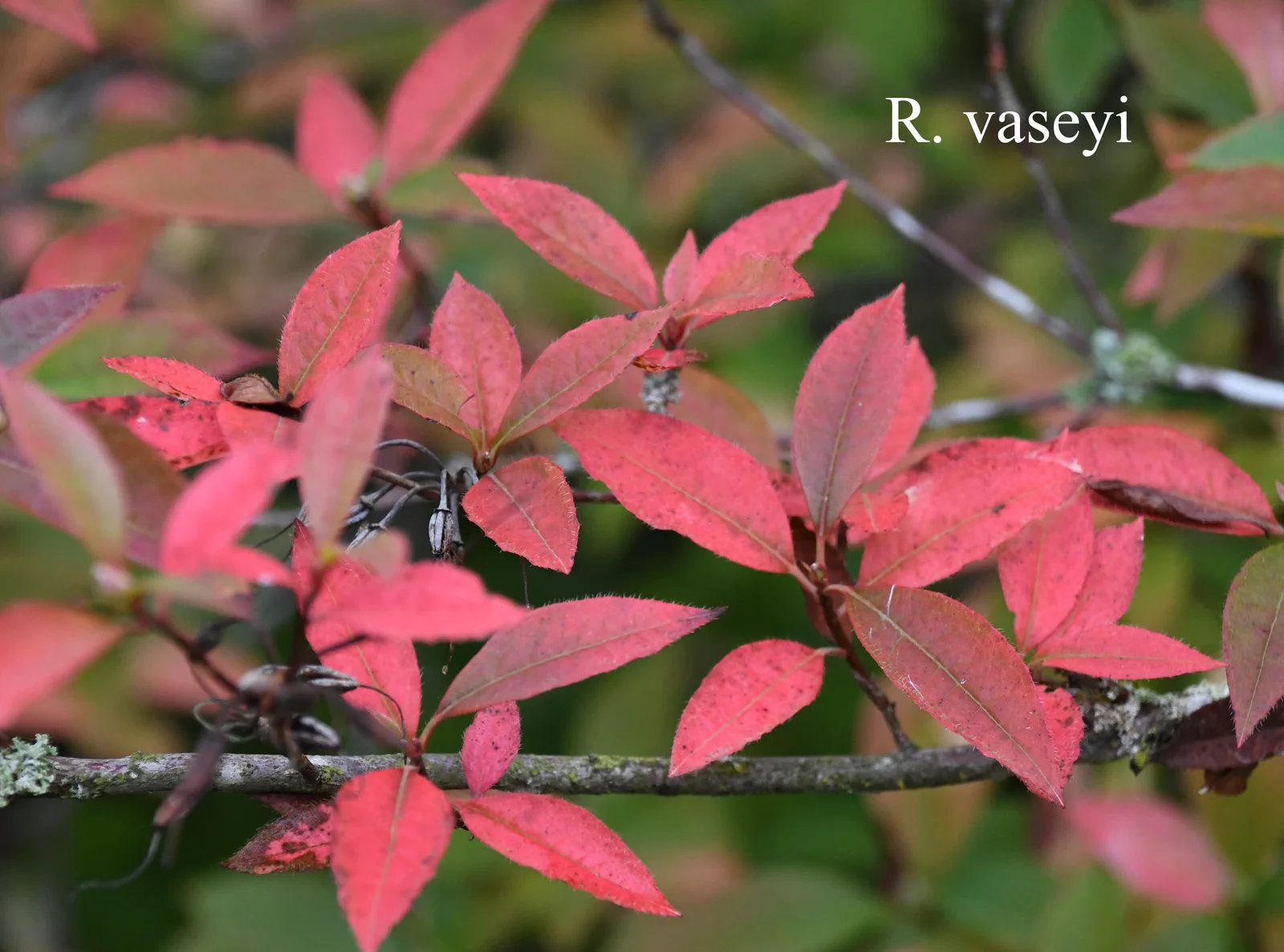 R. vaseyi photo of R. vaseyi. Location: Fearing's Farm Nursery, Abbotsford, BC, Canada. Photo by: Harold Fearing