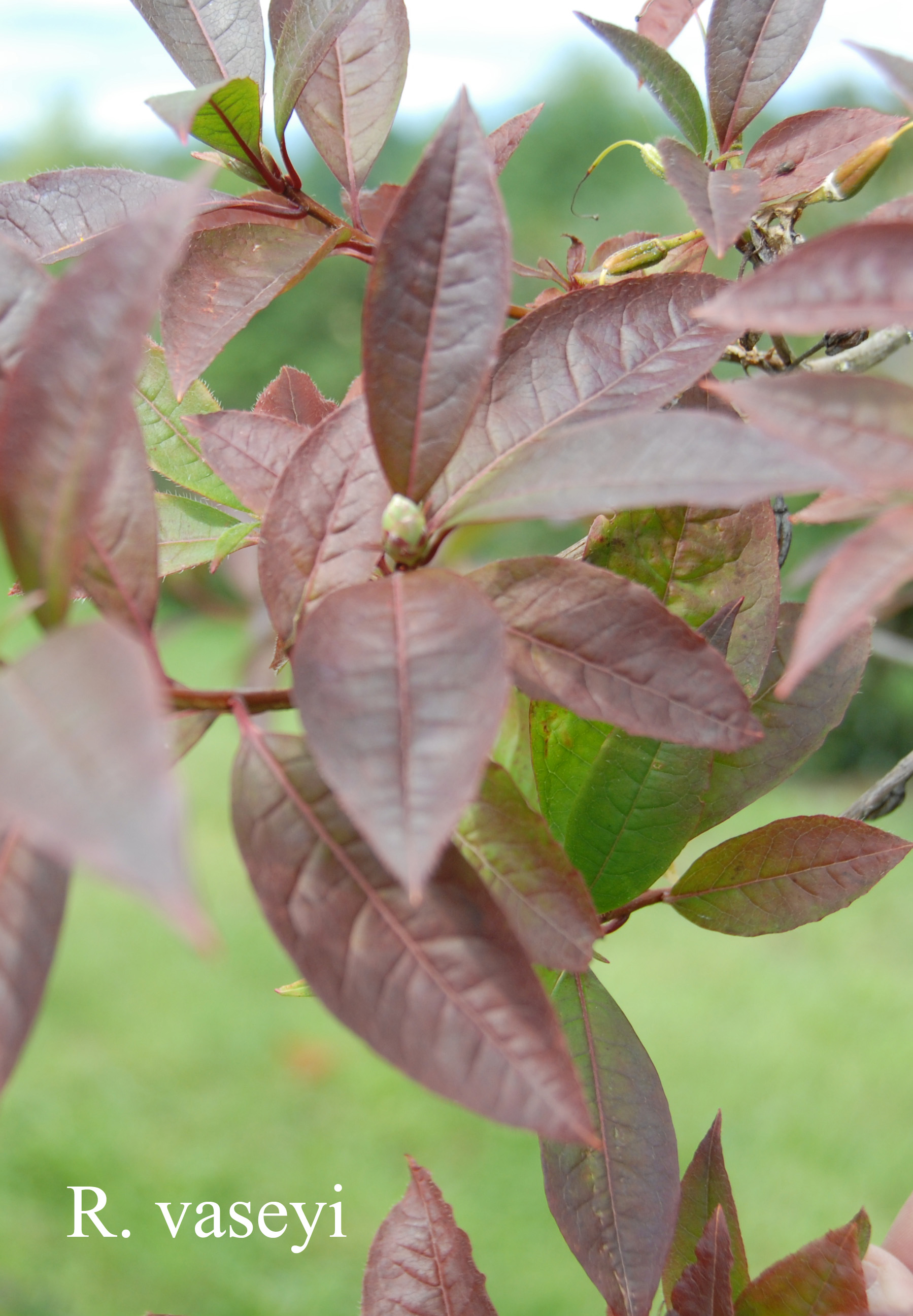 Rhododendron vaseyi photo
