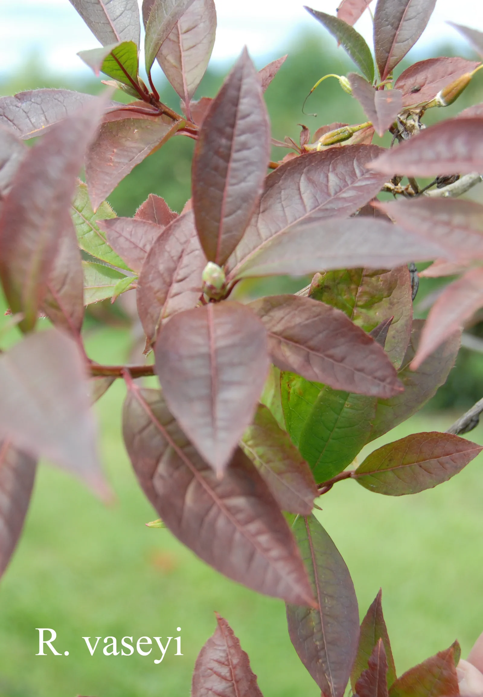 R. vaseyi photo of R. vaseyi. Leaves. Location: Fearing's Farm Nursery, Abbotsford, BC, Canada. Photo by: Harold Fearing