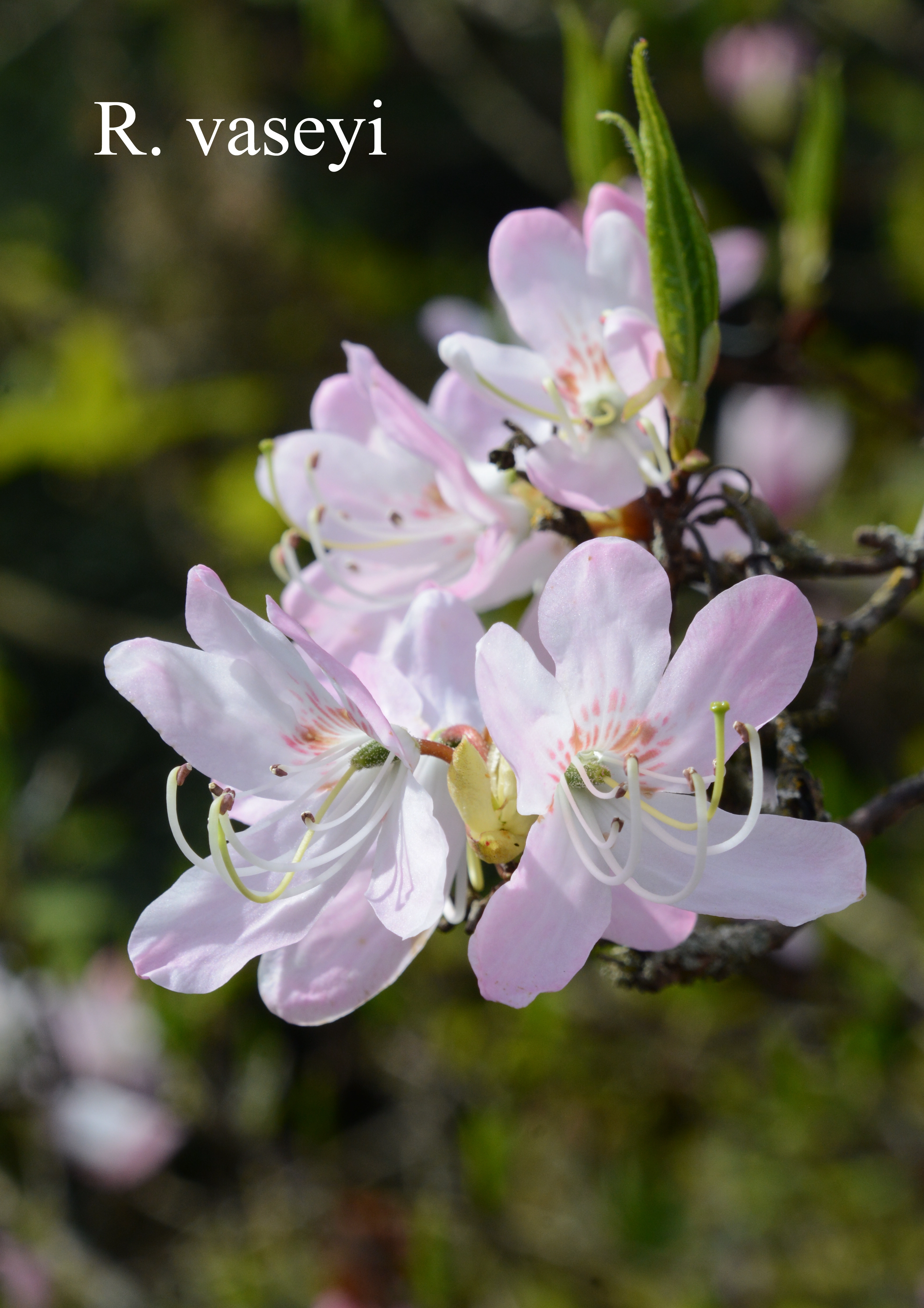 Rhododendron vaseyi photo