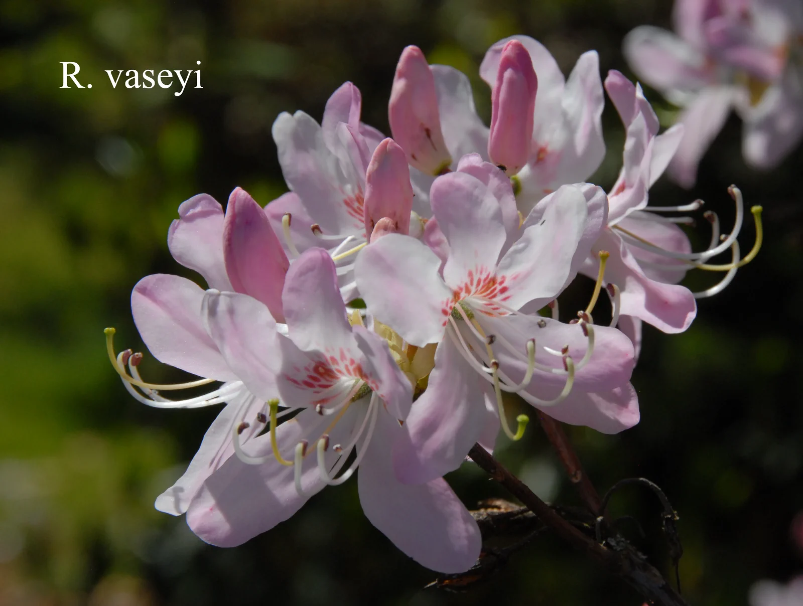 R. vaseyi photo of R. vaseyi. Location: Fearing's Farm Nursery, Abbotsford, BC, Canada. Photo by: Harold Fearing