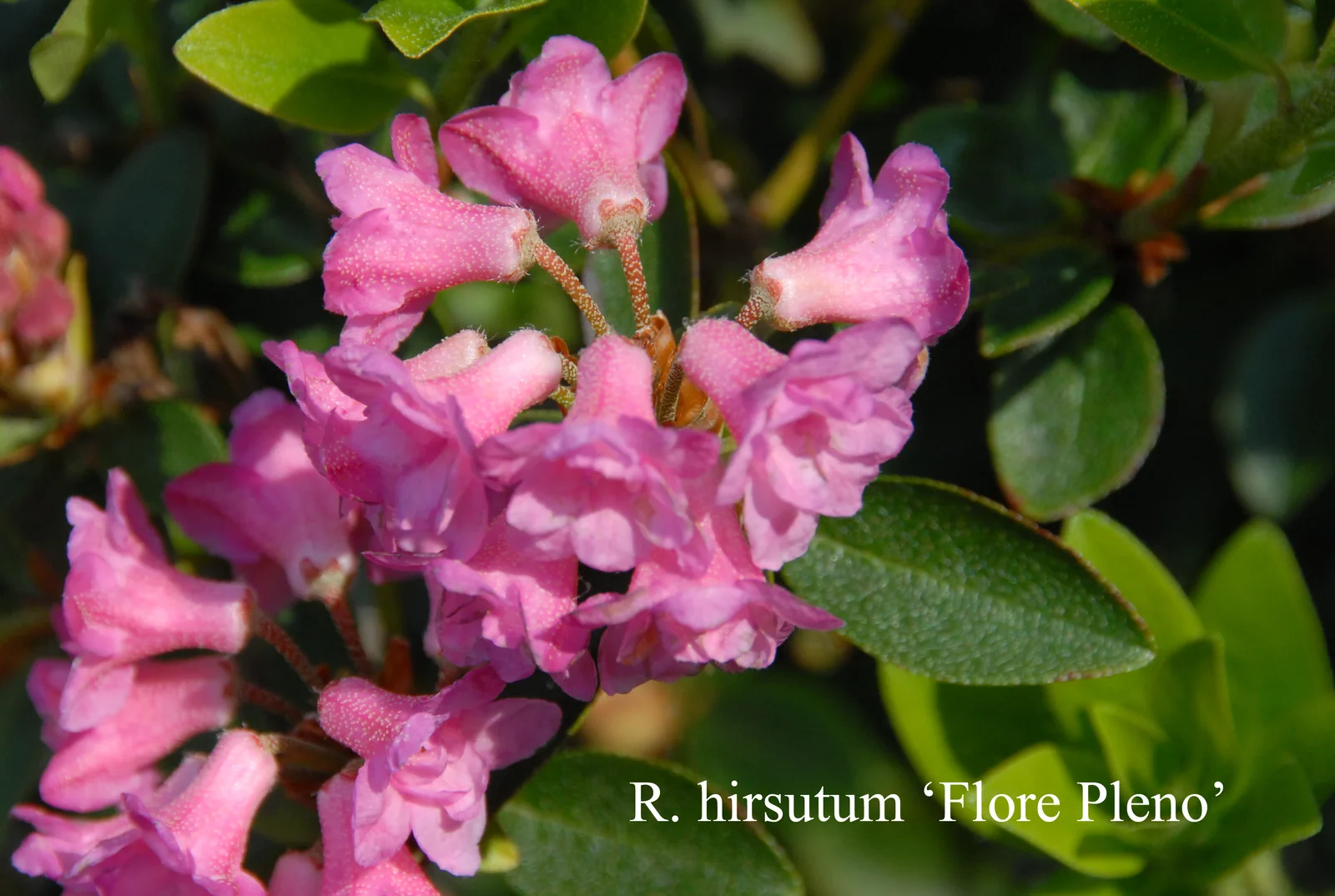 R. hirsutum 'Flore Pleno' photo of R. hirsutum 'Flore Pleno'. Location: Fearing's Farm Nursery, Abbotsford, BC, Canada. Photo by: Harold Fearing