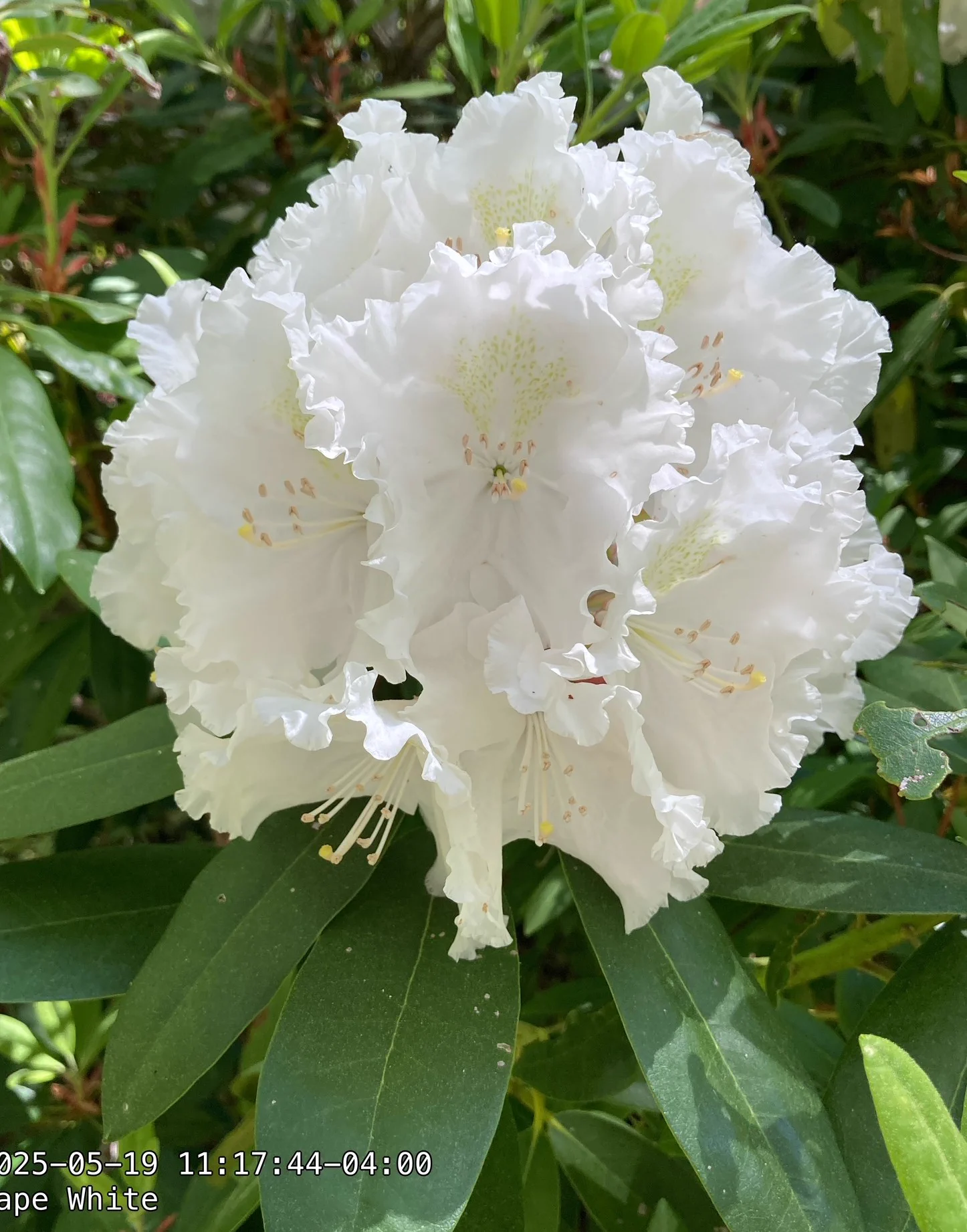 R. 'Cape White' photo of R. 'Cape White'. Large, pure white frilled truss. Location: Martha's Vineyard, MA z7a. Photo by: Peter Norris