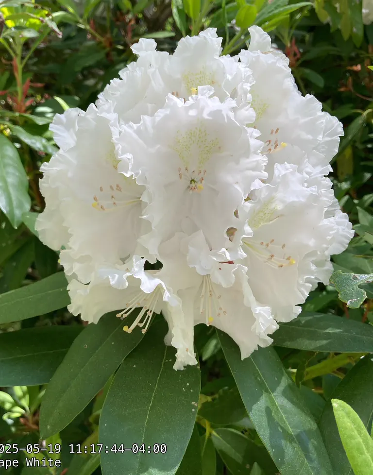Photo of R. 'Cape White', Rhododendron Hybrid