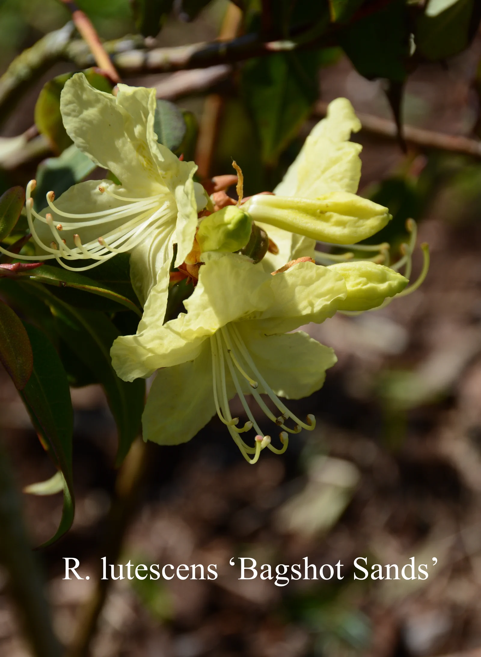 R. lutescens 'Bagshot Sands' photo of R. lutescens 'Bagshot Sands'. Location: Fearing's Farm Nursery, Abbotsford, BC, Canada. Photo by: Harold Fearing