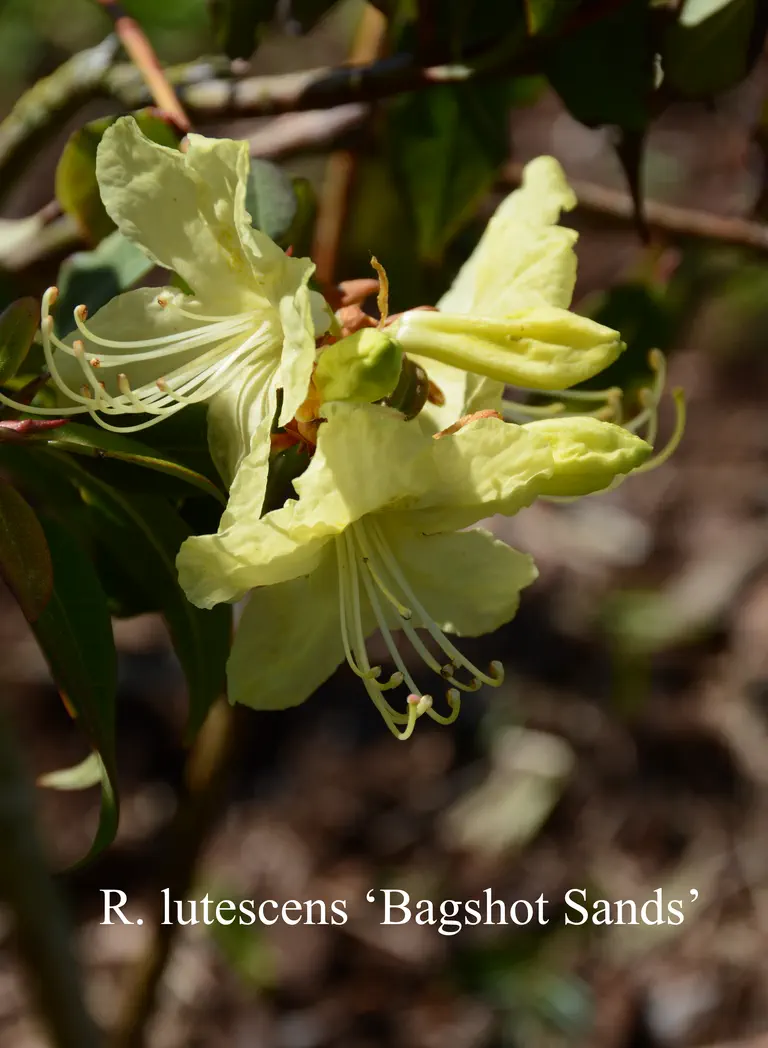 Photo of R. lutescens 'Bagshot Sands', Rhododendron Species Selection