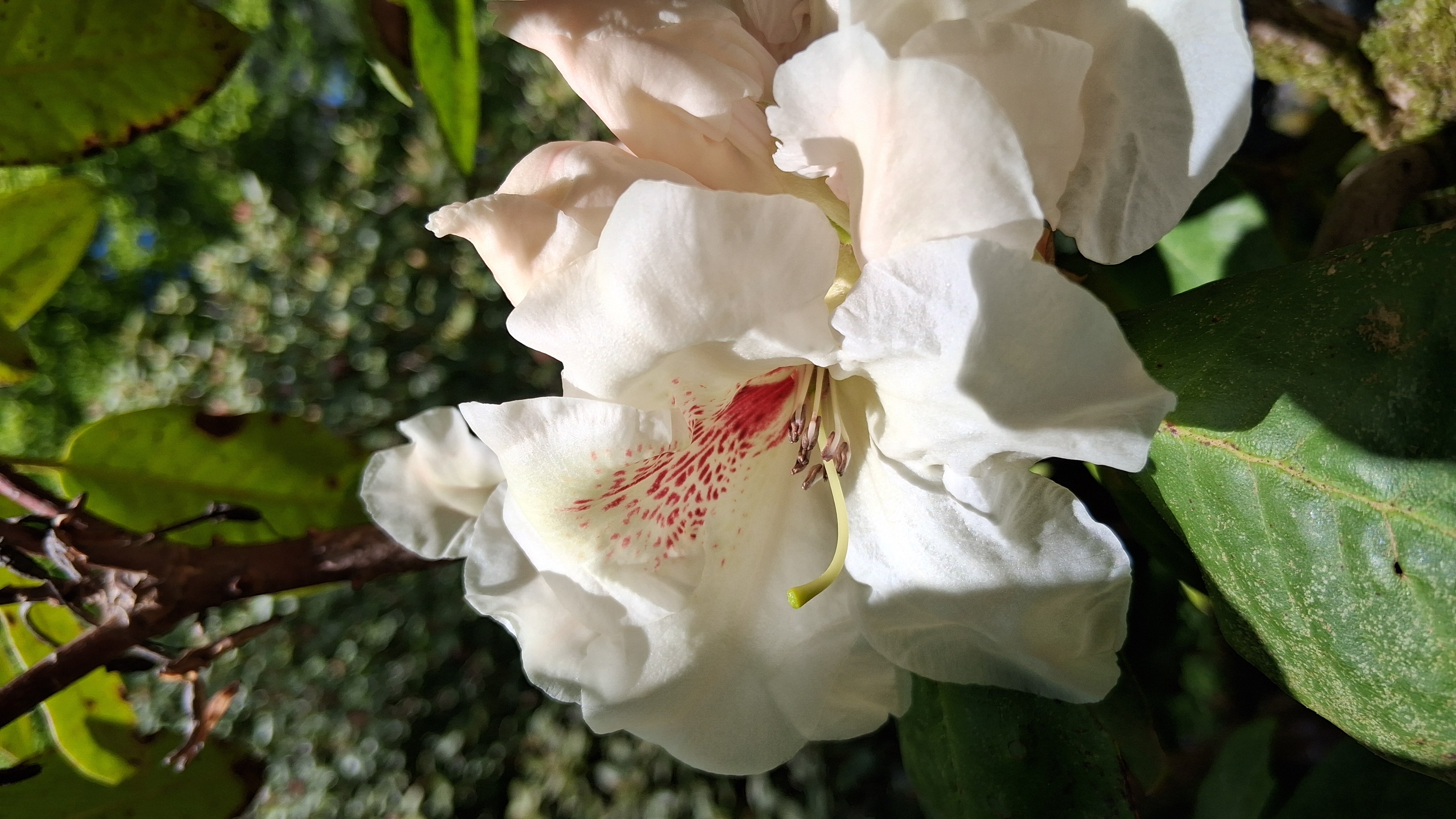 Rhododendron Harvest Moon photo