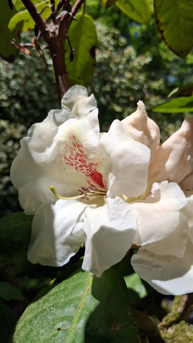Photo of R. 'Harvest Moon', Rhododendron Hybrid