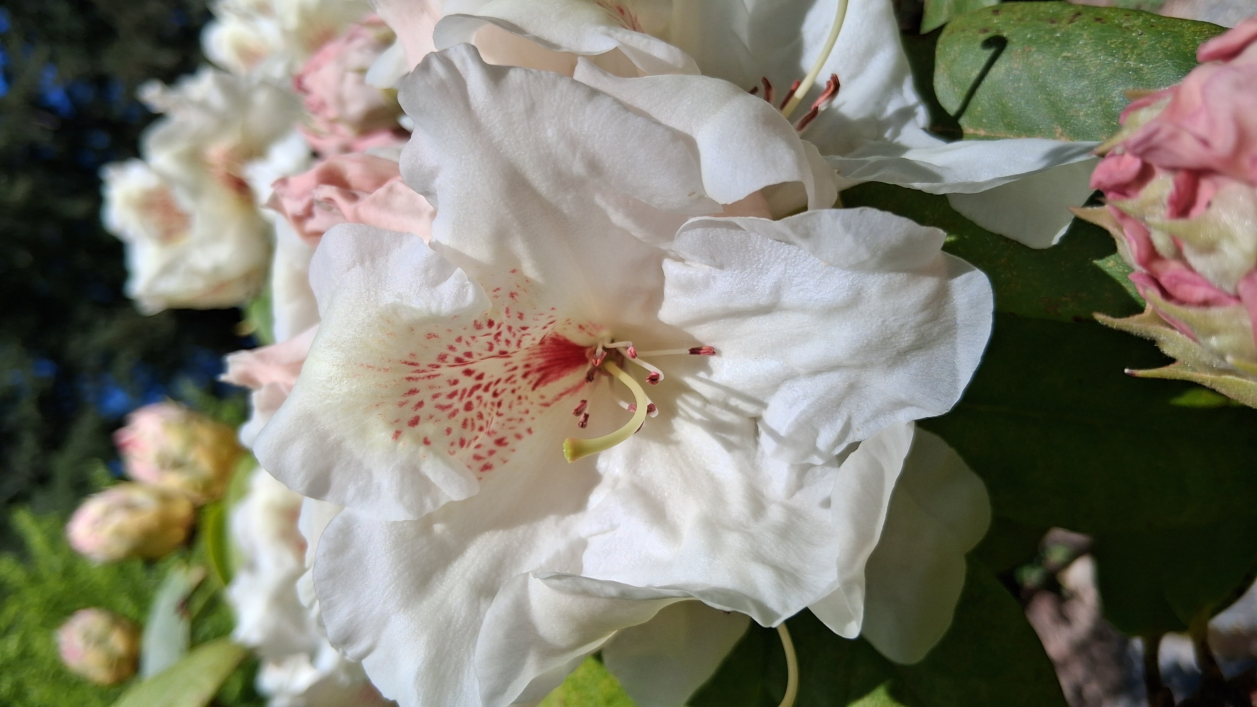 Rhododendron Harvest Moon photo