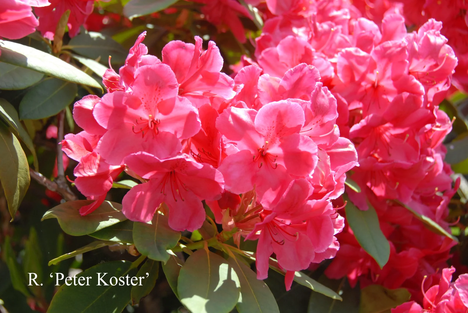 R. 'Peter Koster' photo of R. 'Peter Koster'. Location: Fearing's Farm Nursery, Abbotsford, BC, Canada. Photo by: Harold Fearing