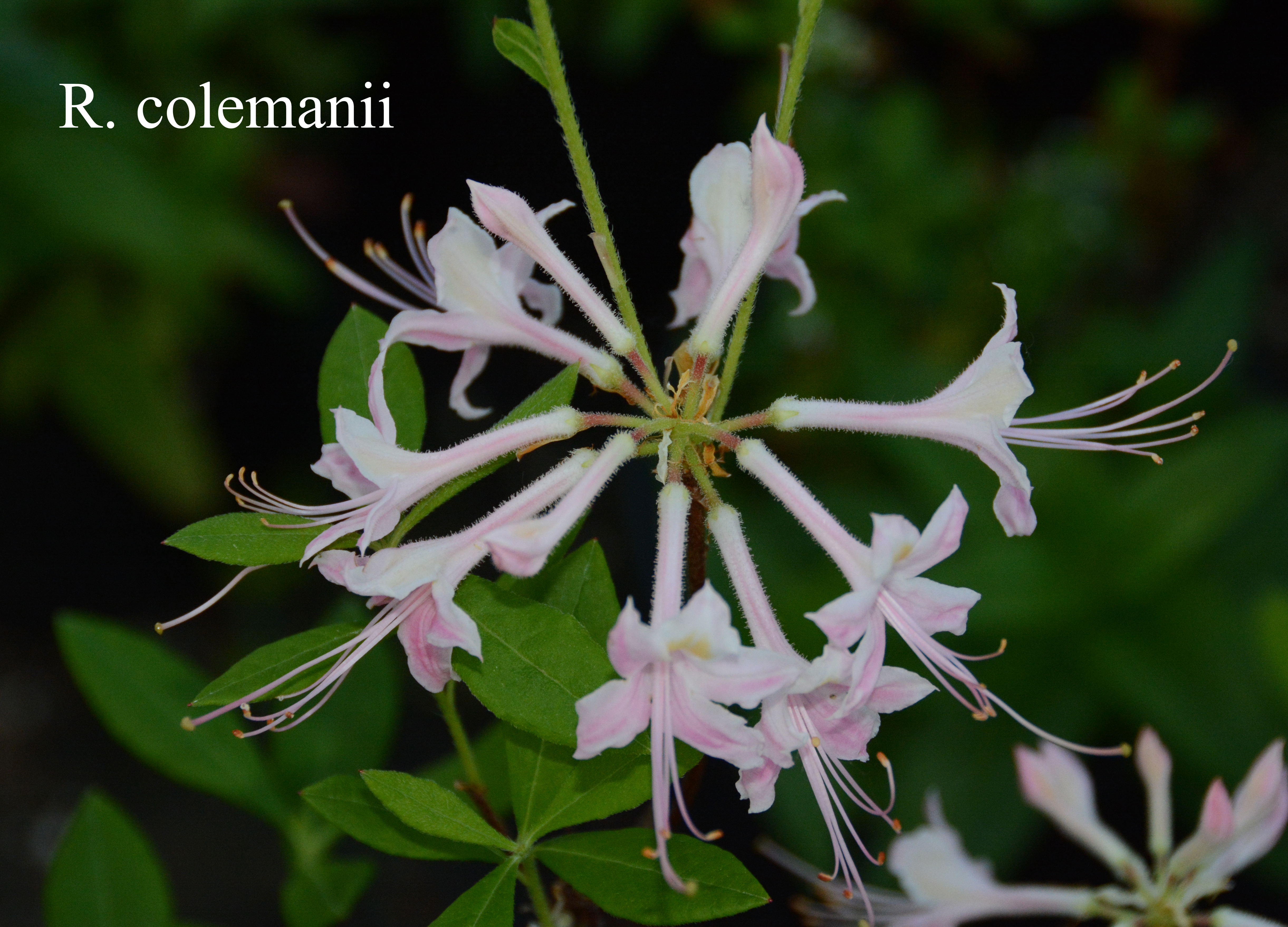 Rhododendron colemanii photo