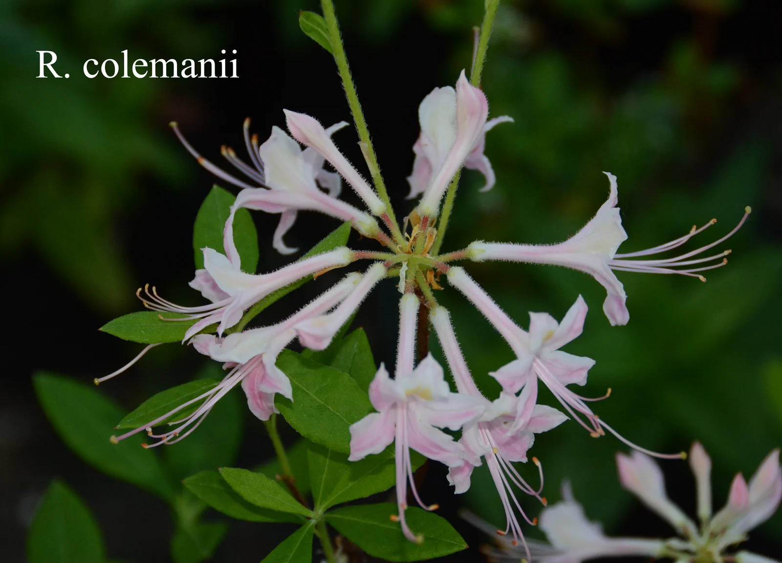 R. colemanii photo of R. colemanii. Location: Fearing's Farm Nursery, Abbotsford, BC, Canada. Photo by: Harold Fearing