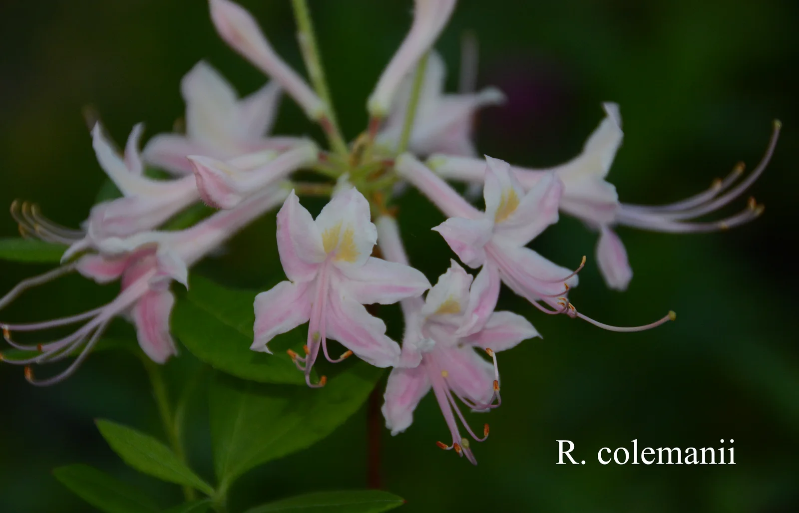 R. colemanii photo of R. colemanii. Location: Fearing's Farm Nursery, Abbotsford, BC, Canada. Photo by: Harold Fearing