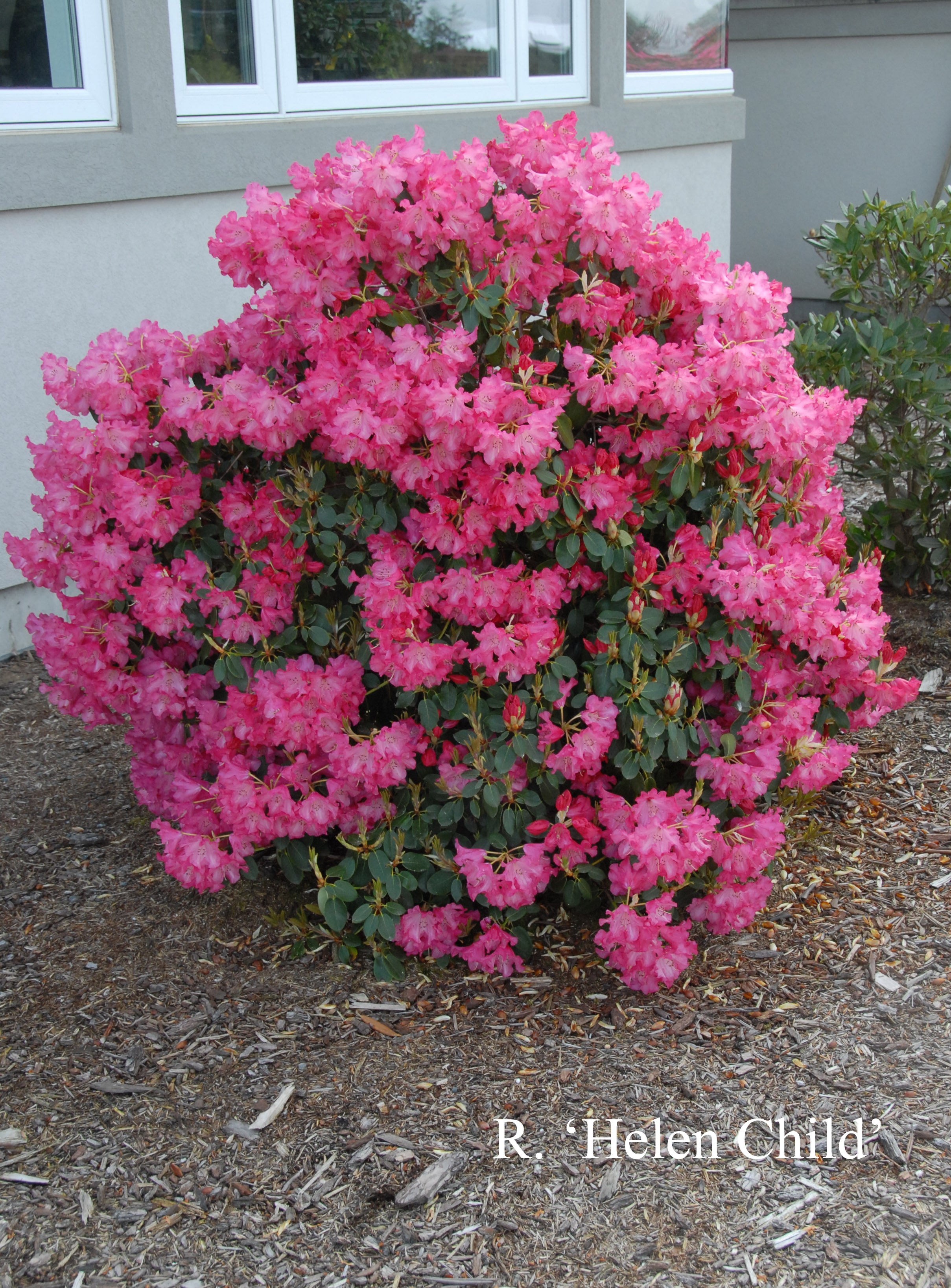 Rhododendron Helen Child photo