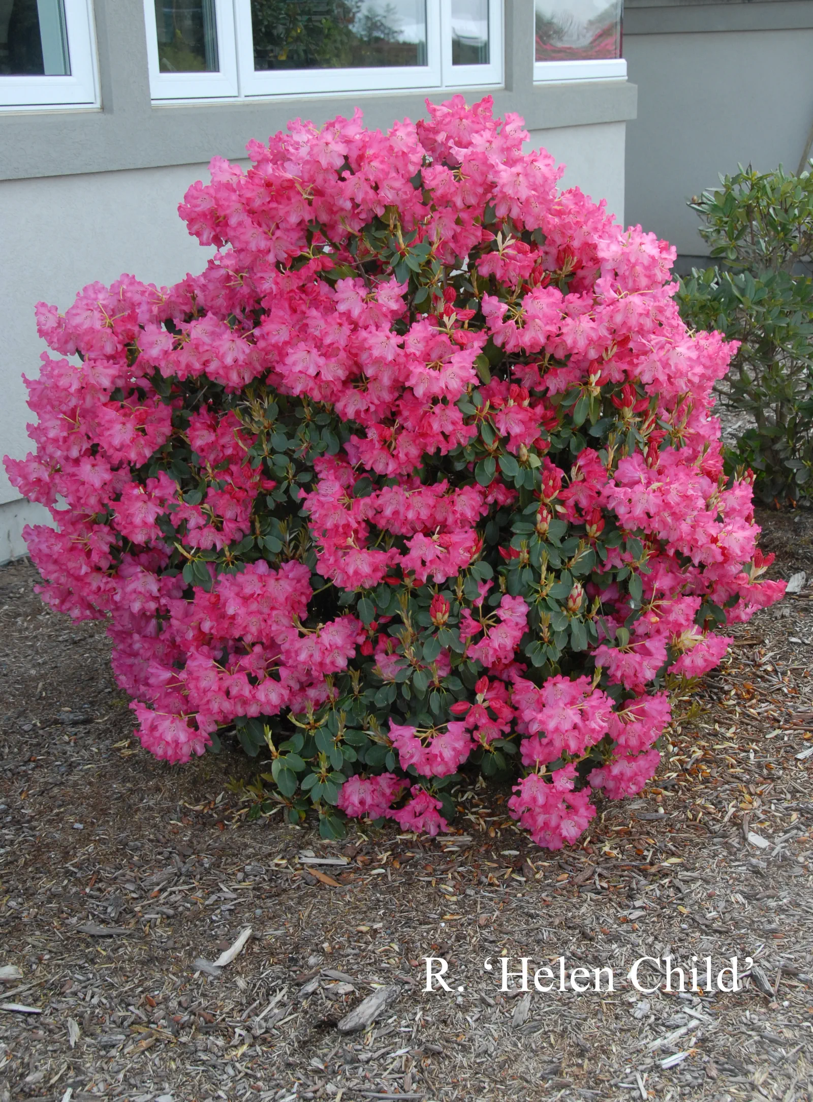 R. 'Helen Child' photo of R. 'Helen Child'. Location: Fearing's Farm Nursery, Abbotsford, BC, Canada. Photo by: Harold Fearing