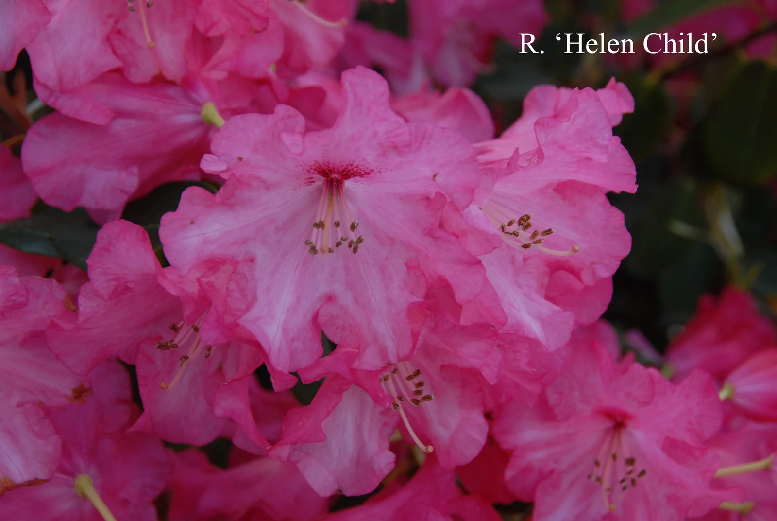 R. 'Helen Child' photo of R. 'Helen Child'. Location: Fearing's Farm Nursery, Abbotsford, BC, Canada. Photo by: Harold Fearing
