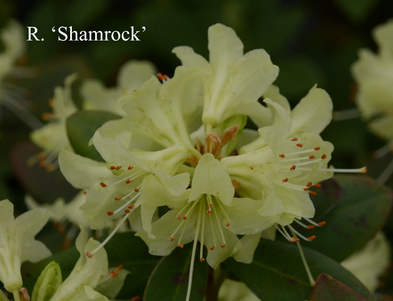 R. 'Shamrock' photo of R. 'Shamrock'. Location: Fearing's Farm Nursery, Abbotsford, BC, Canada. Photo by: Harold Fearing
