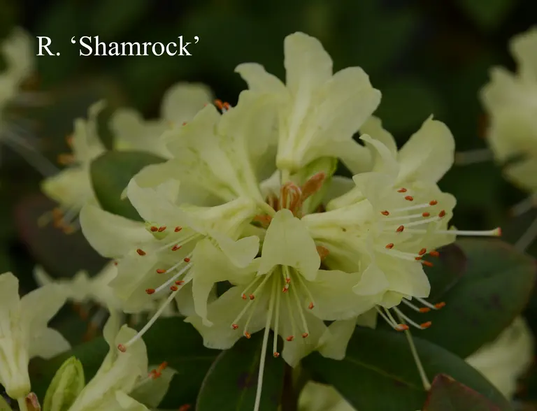 Photo of R. 'Shamrock', Rhododendron Hybrid