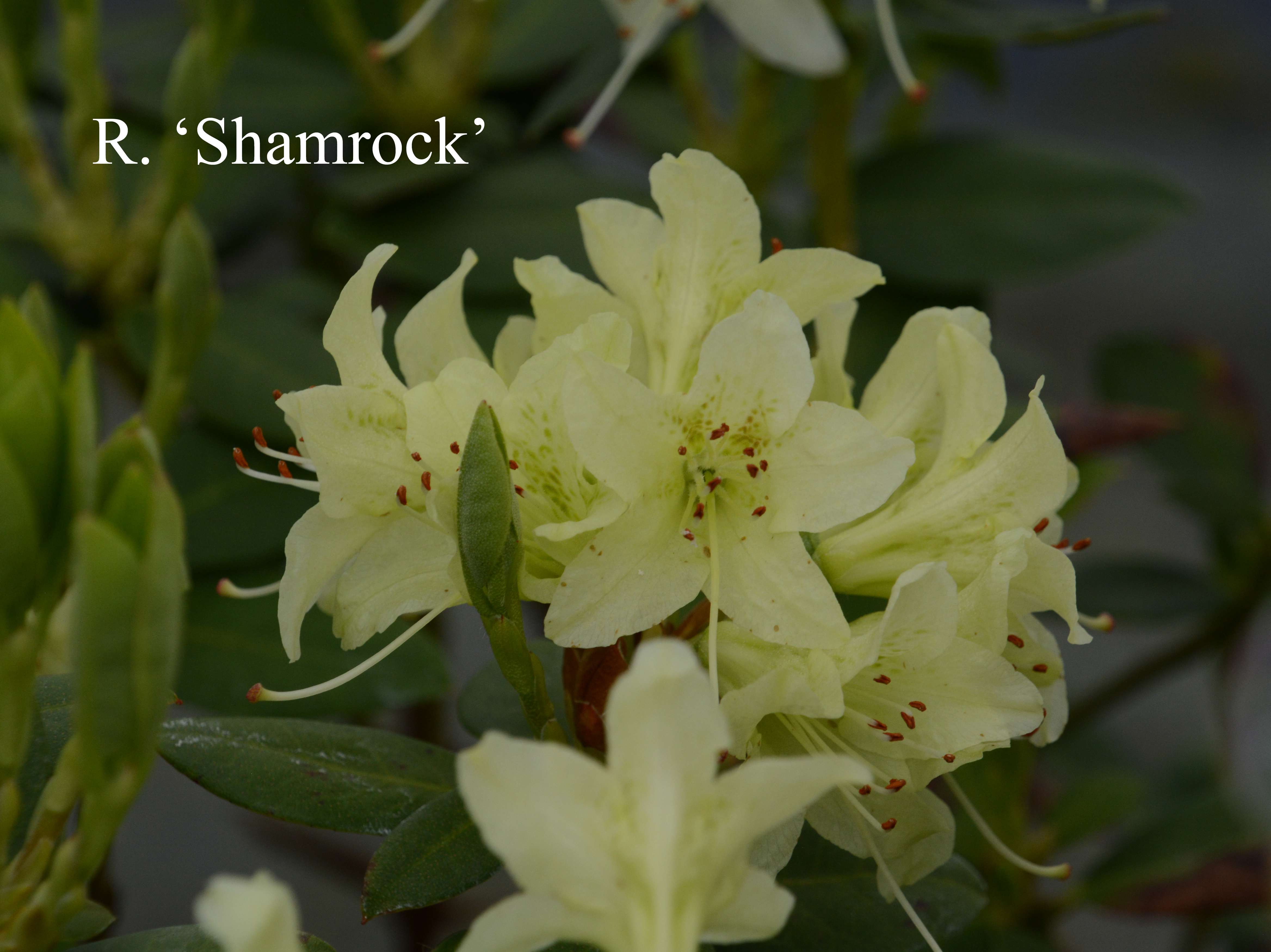 Rhododendron Shamrock photo