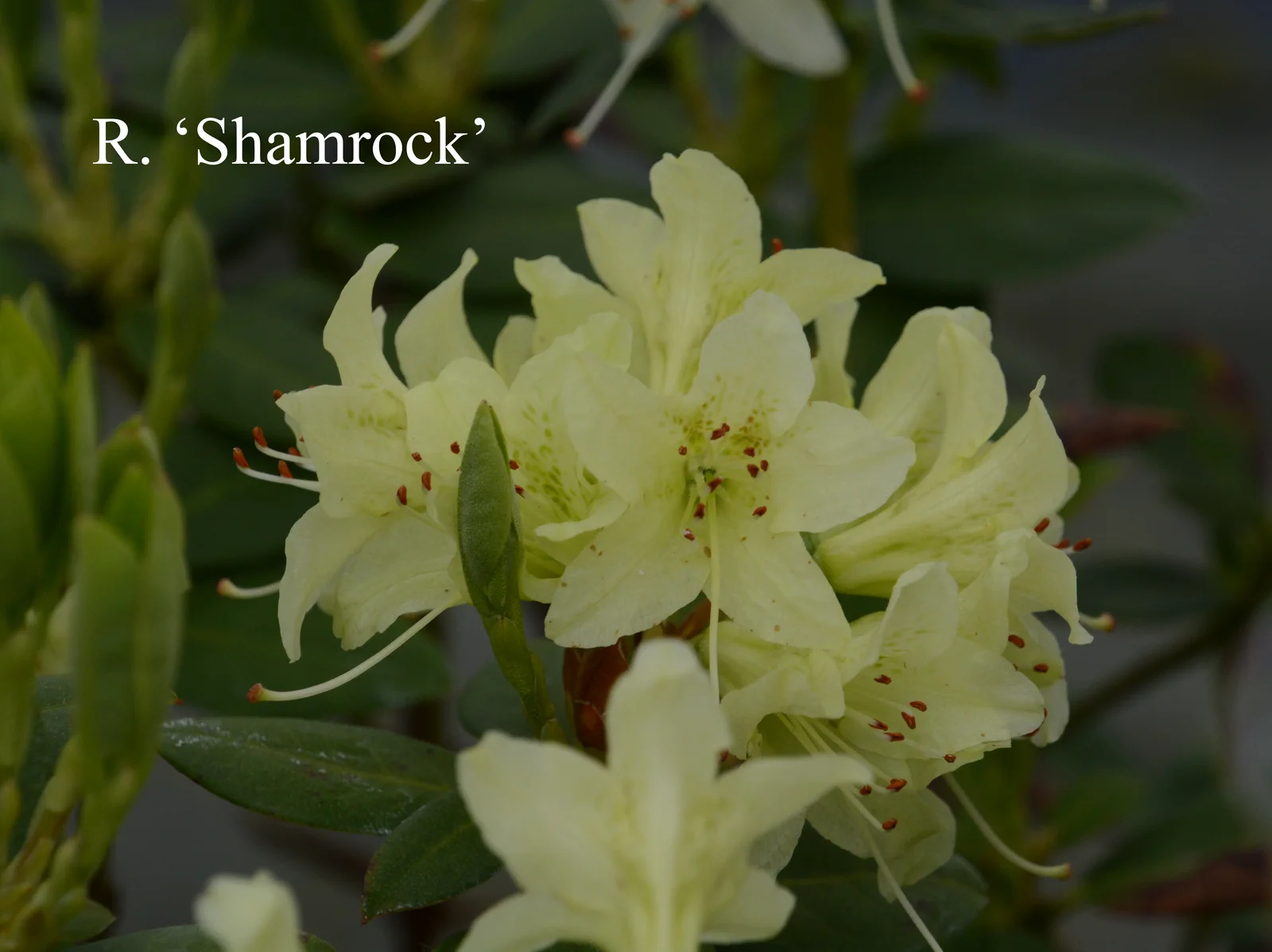R. 'Shamrock' photo of R. 'Shamrock'. Location: Fearing's Farm Nursery, Abbotsford, BC, Canada. Photo by: Harold Fearing