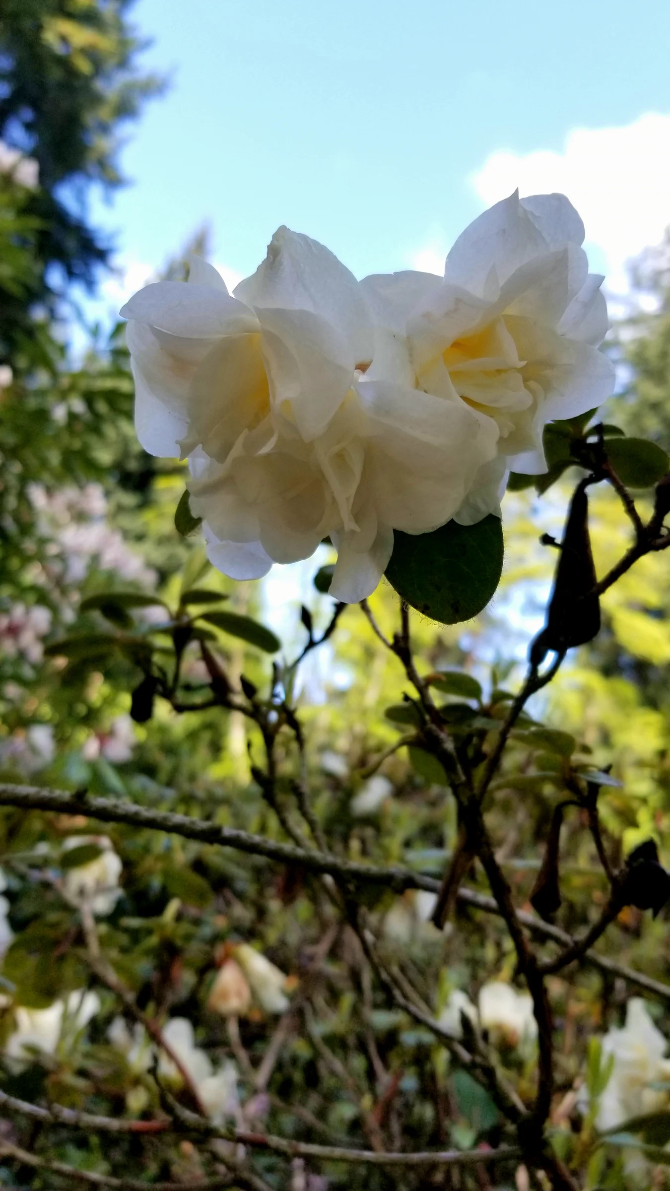 R. johnstoneanum 'Double Diamond' photo of R. johnstoneanum 'Double Diamond'. R. johnstoneanum 'Double Diamond' flowers, reminiscent of a gardenia flower.. Location: Rhododendron Species Botanical Garden. Photo by: Thatrhodylady