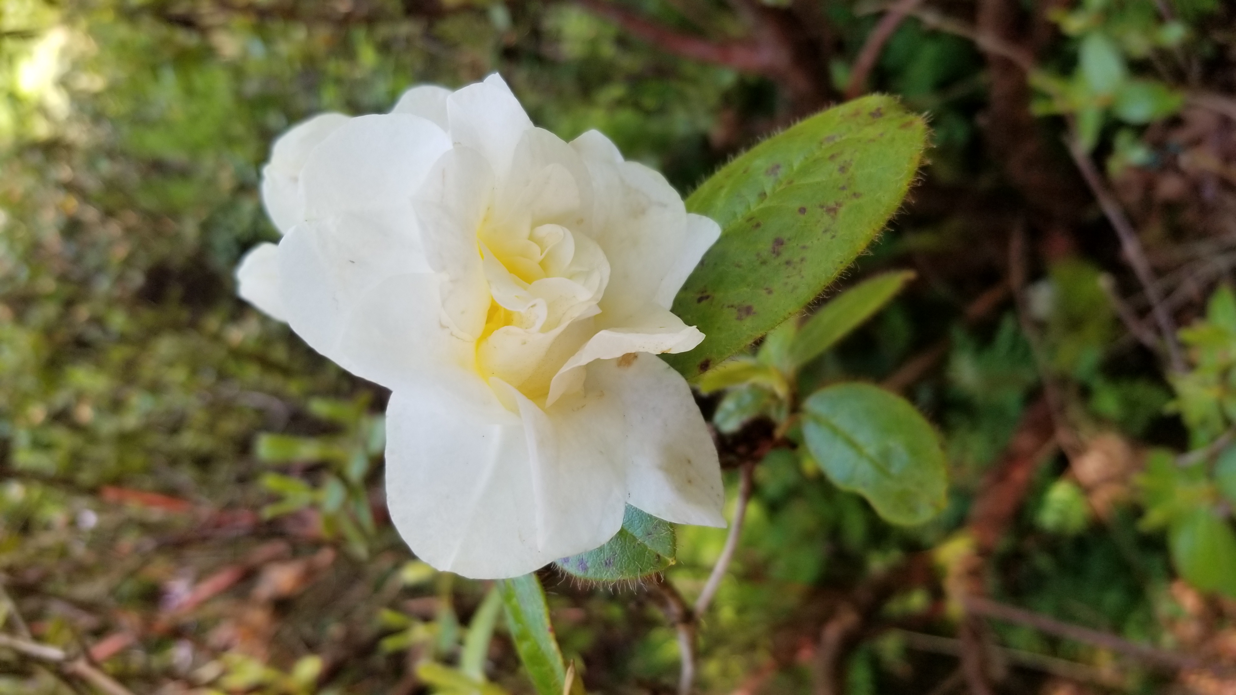 Rhododendron Double Diamond photo