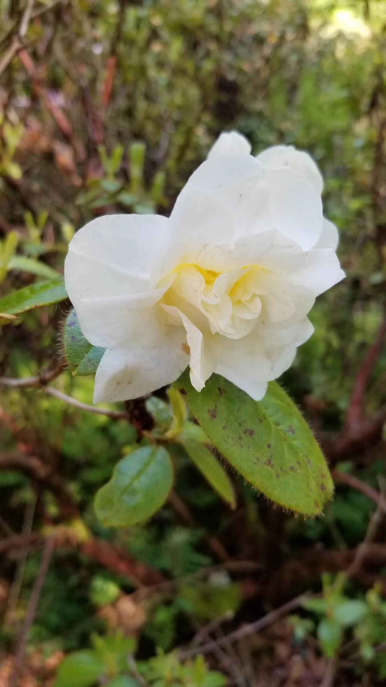 R. johnstoneanum 'Double Diamond' photo of R. johnstoneanum 'Double Diamond'. R. johnstoneanum 'Double Diamond' flower and hairs along the margins of the leaves.. Location: Rhododendron Species Botanical Garden. Photo by: Thatrhodylady