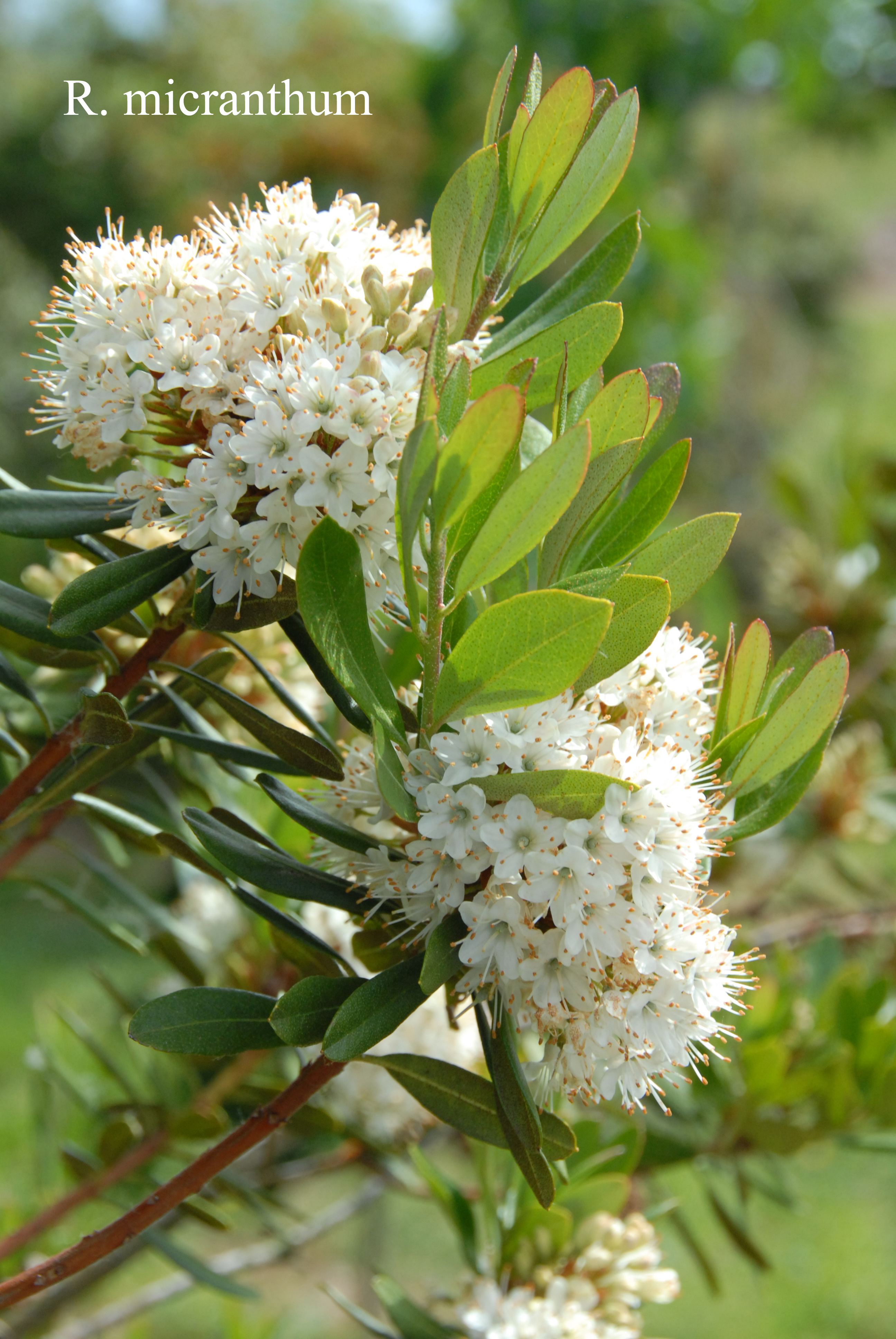Rhododendron micranthum photo