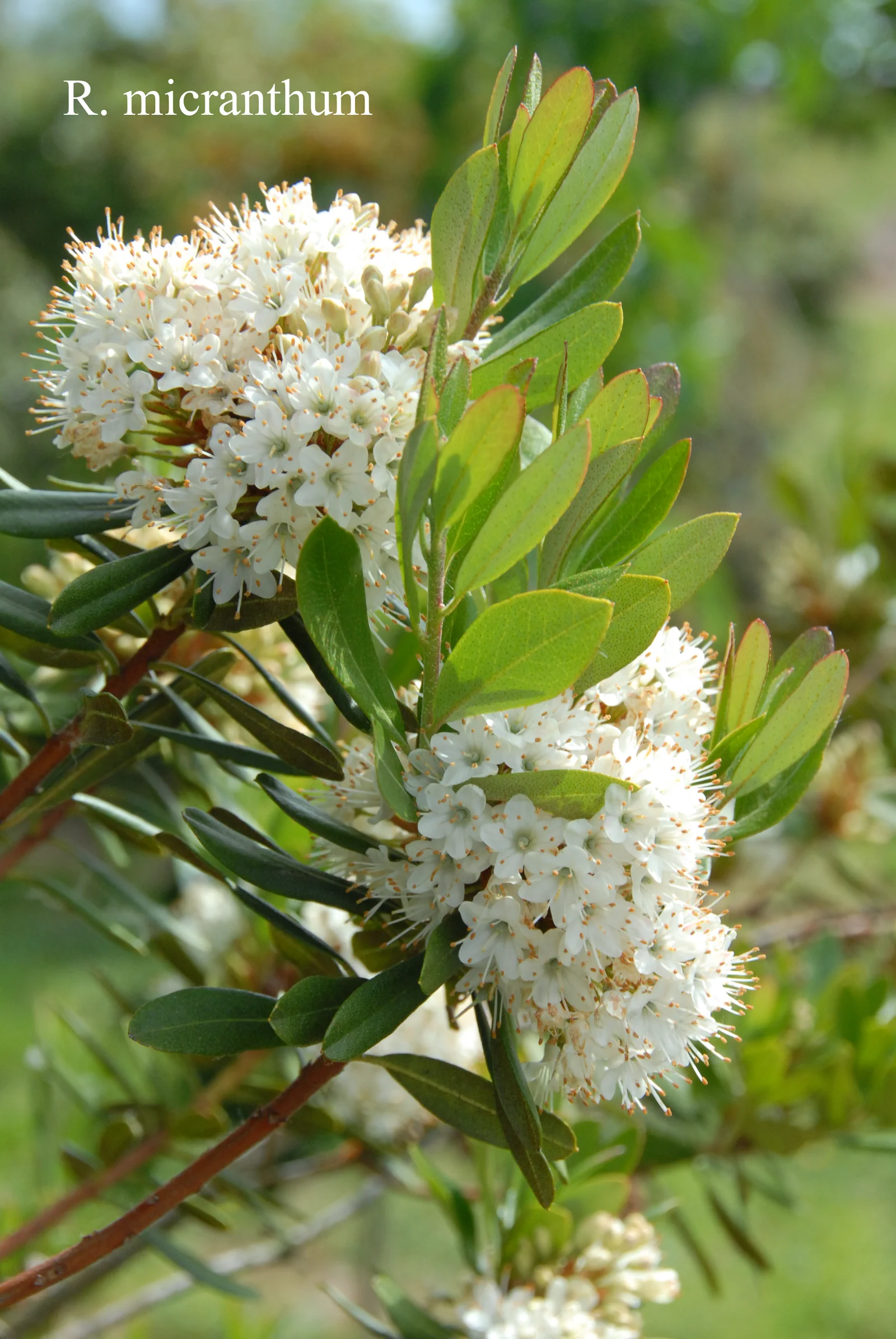 R. micranthum photo of R. micranthum. Location: Fearing's Farm Nursery, Abbotsford, BC, Canada. Photo by: Harold Fearing