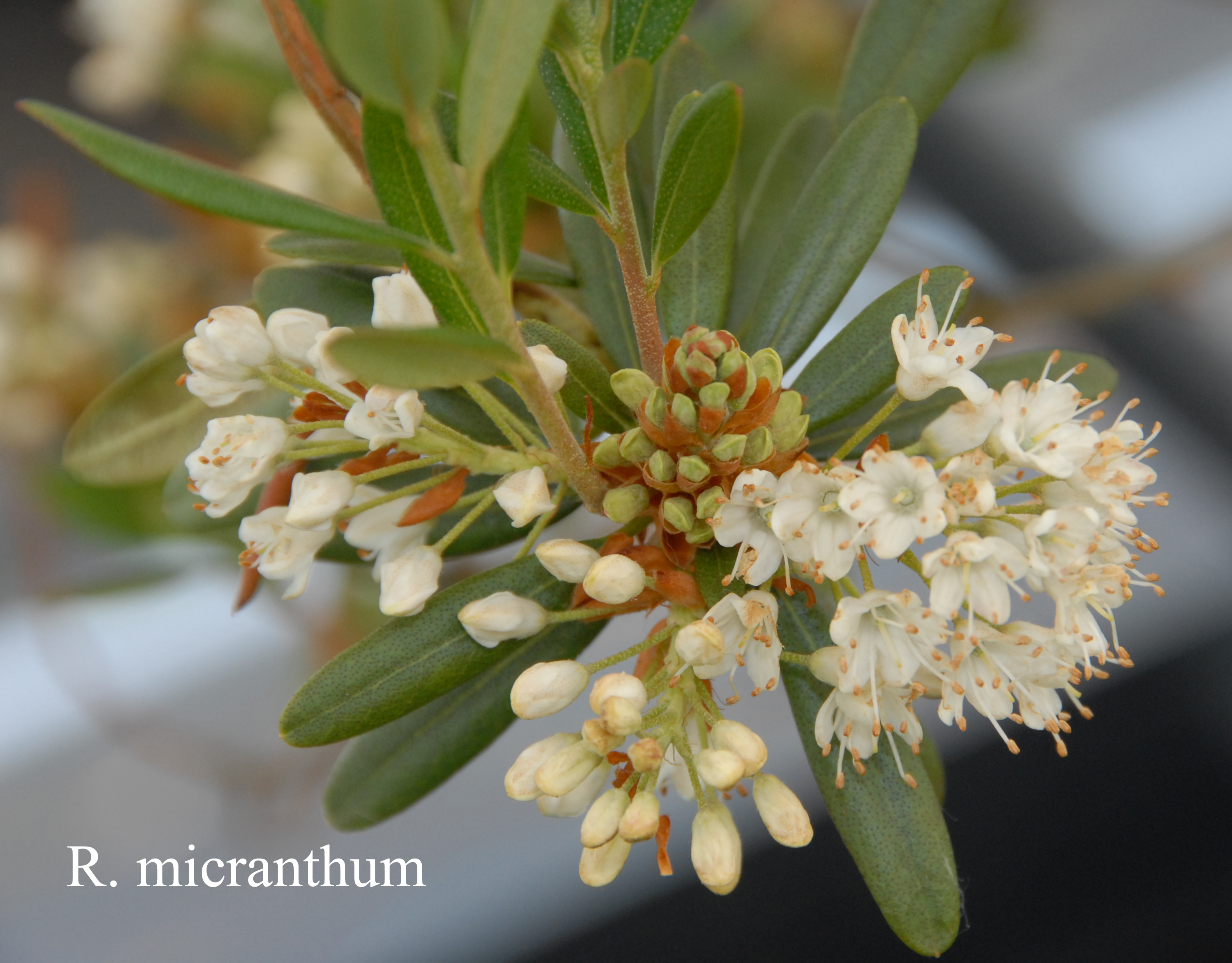 Rhododendron micranthum photo