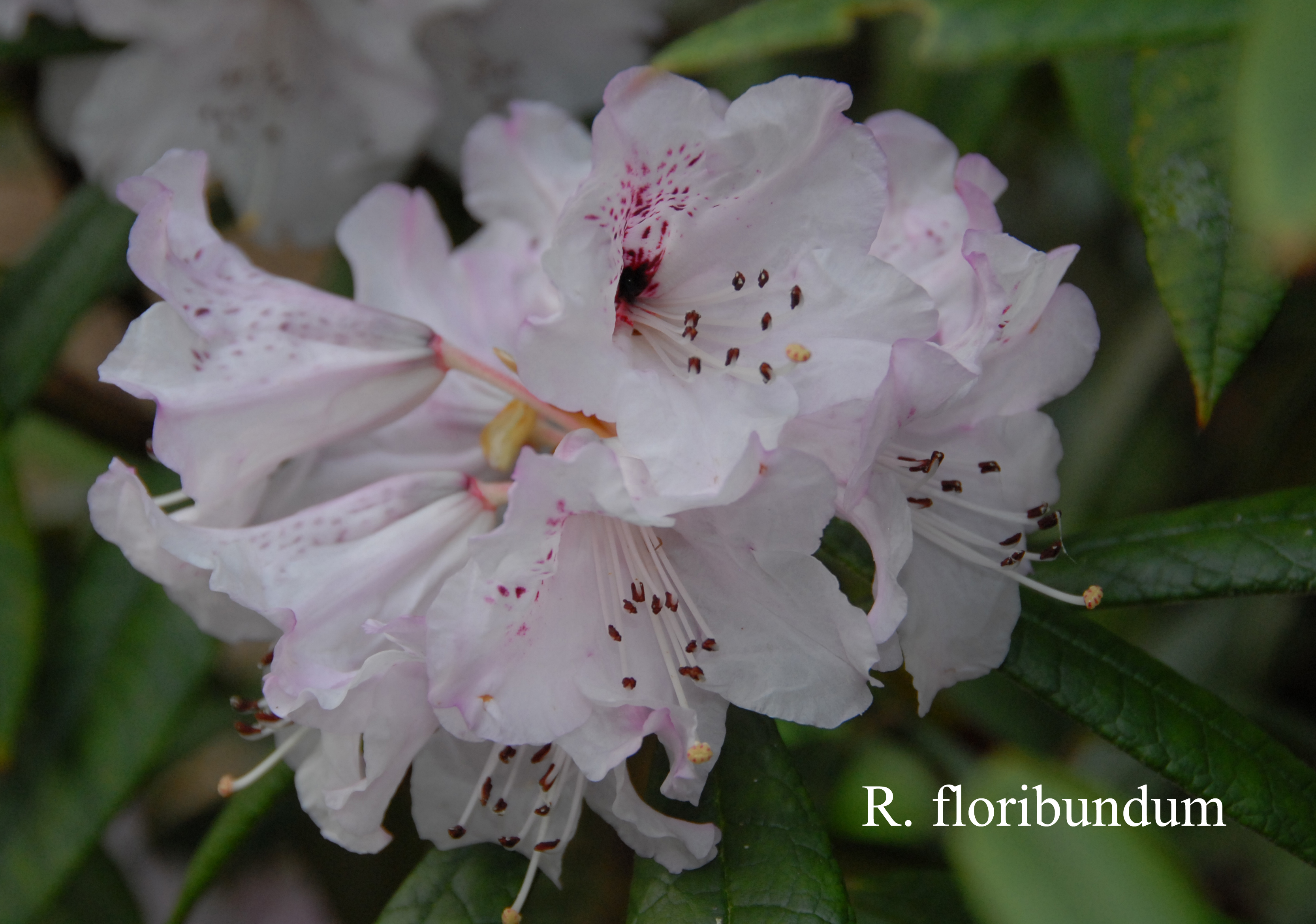 Rhododendron floribundum photo