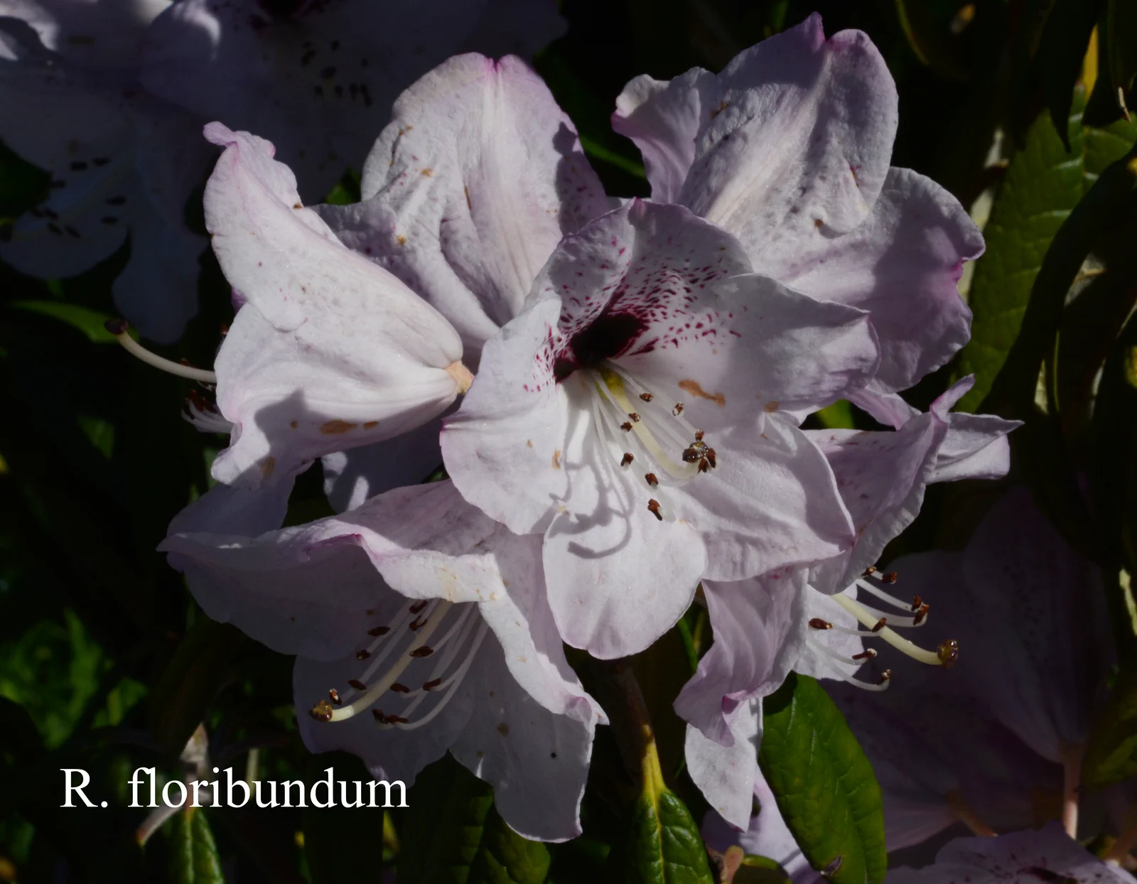R. floribundum photo of R. floribundum. Location: Fearing's Farm Nursery, Abbotsford, BC, Canada. Photo by: Harold Fearing