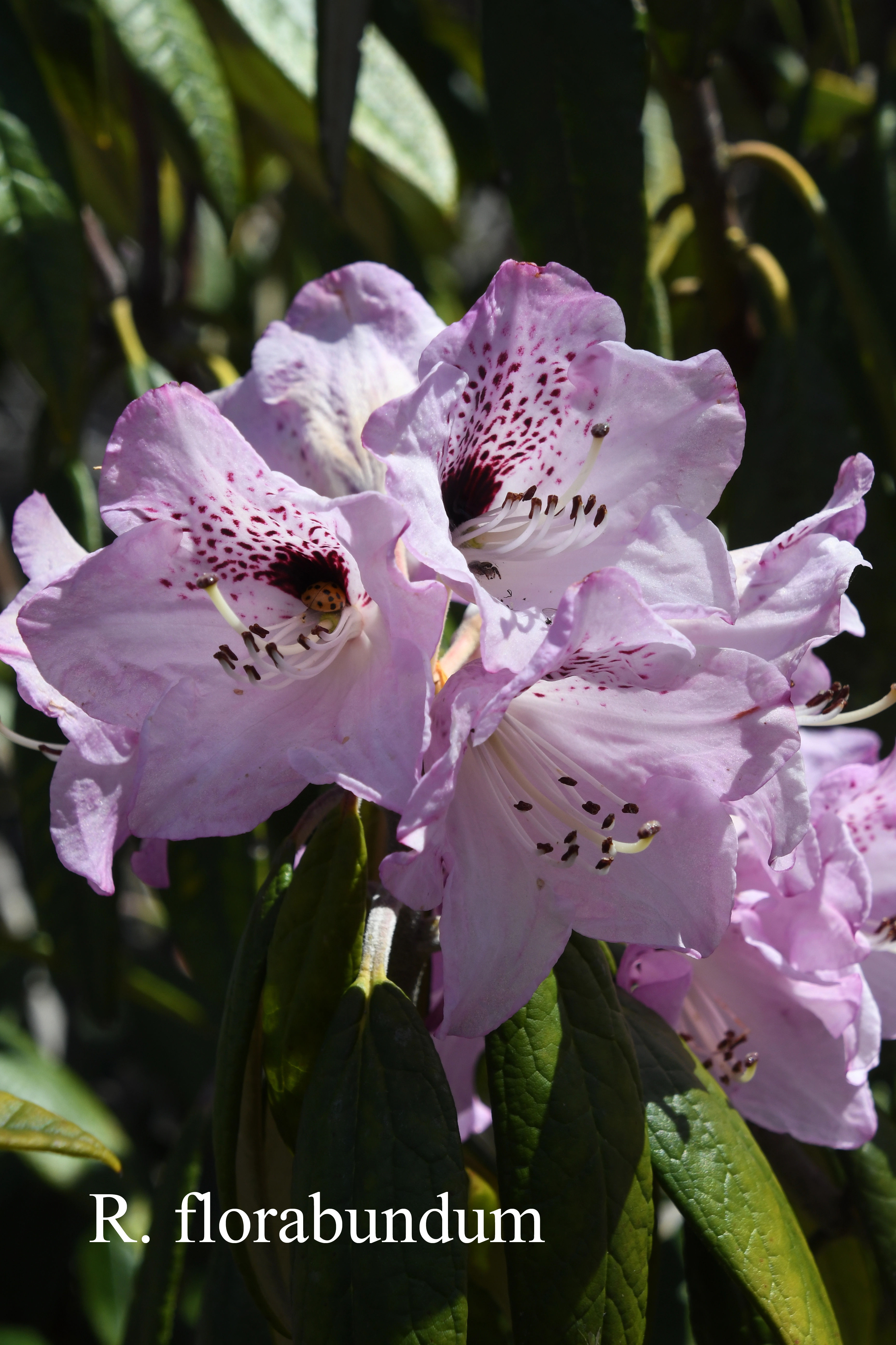 Rhododendron floribundum photo