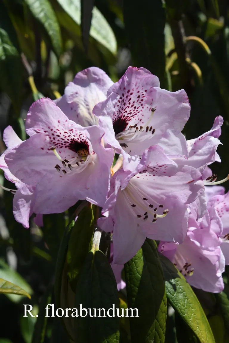 Photo of R. floribundum, Species