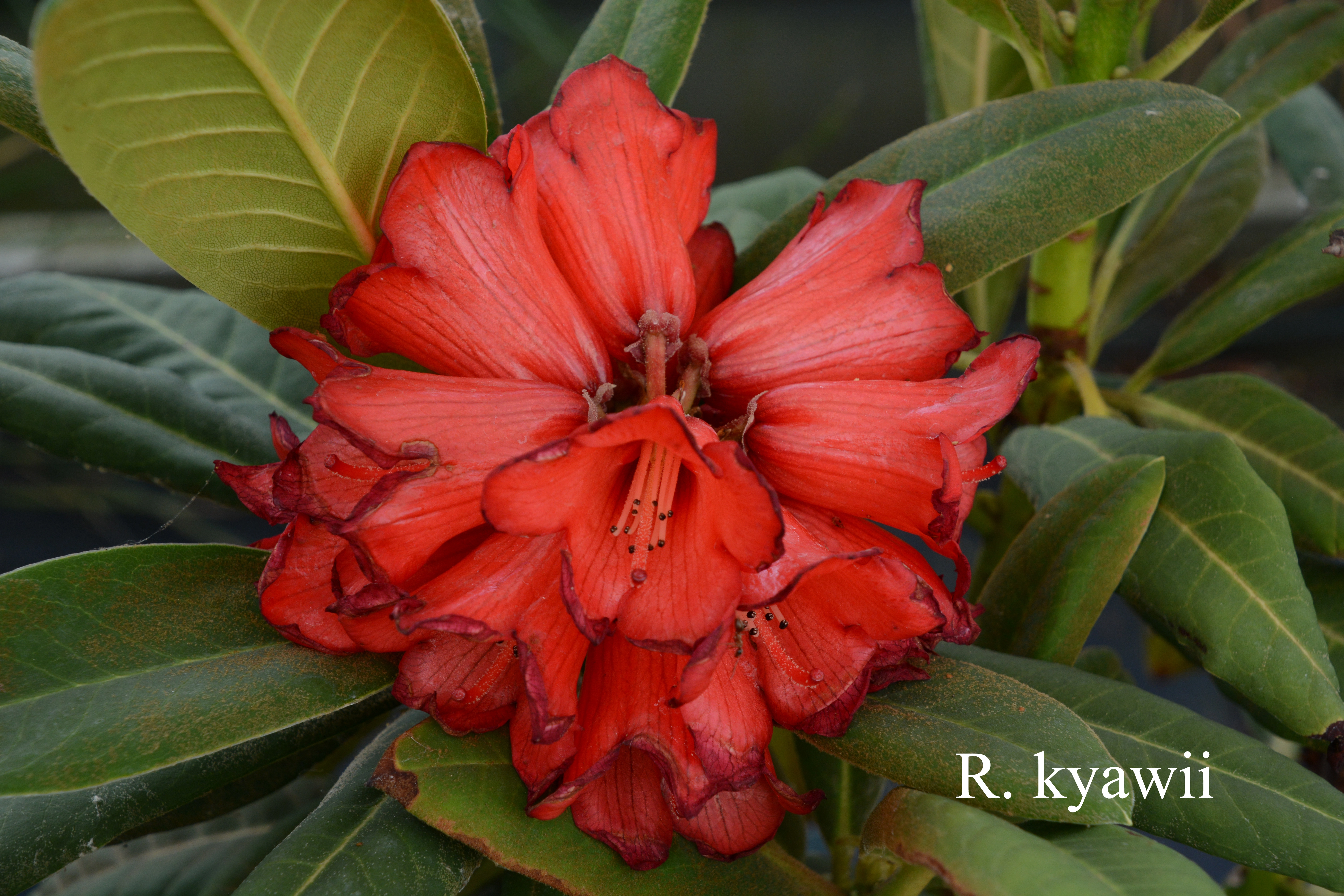 Rhododendron kyawii photo