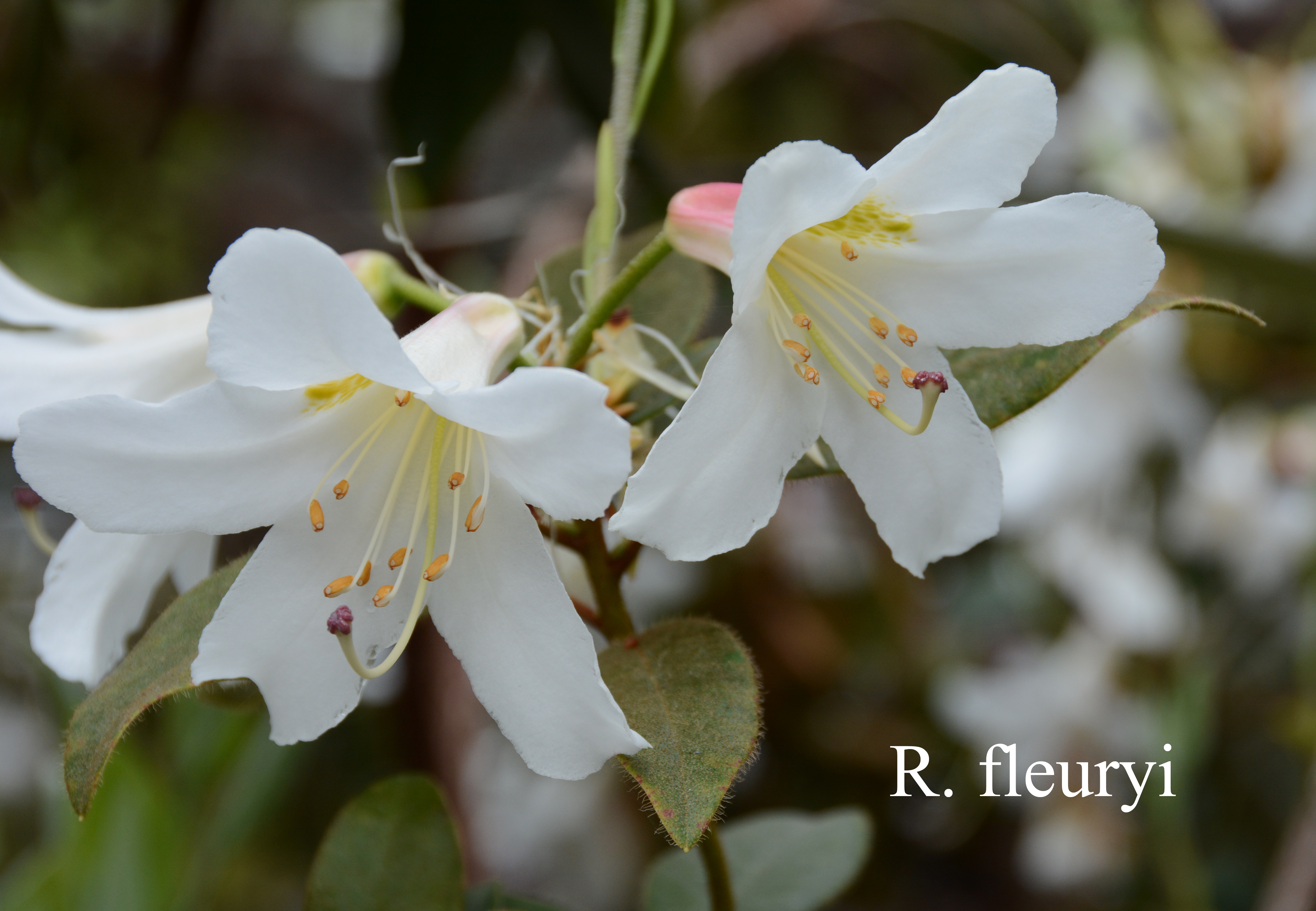Rhododendron fleuryi photo