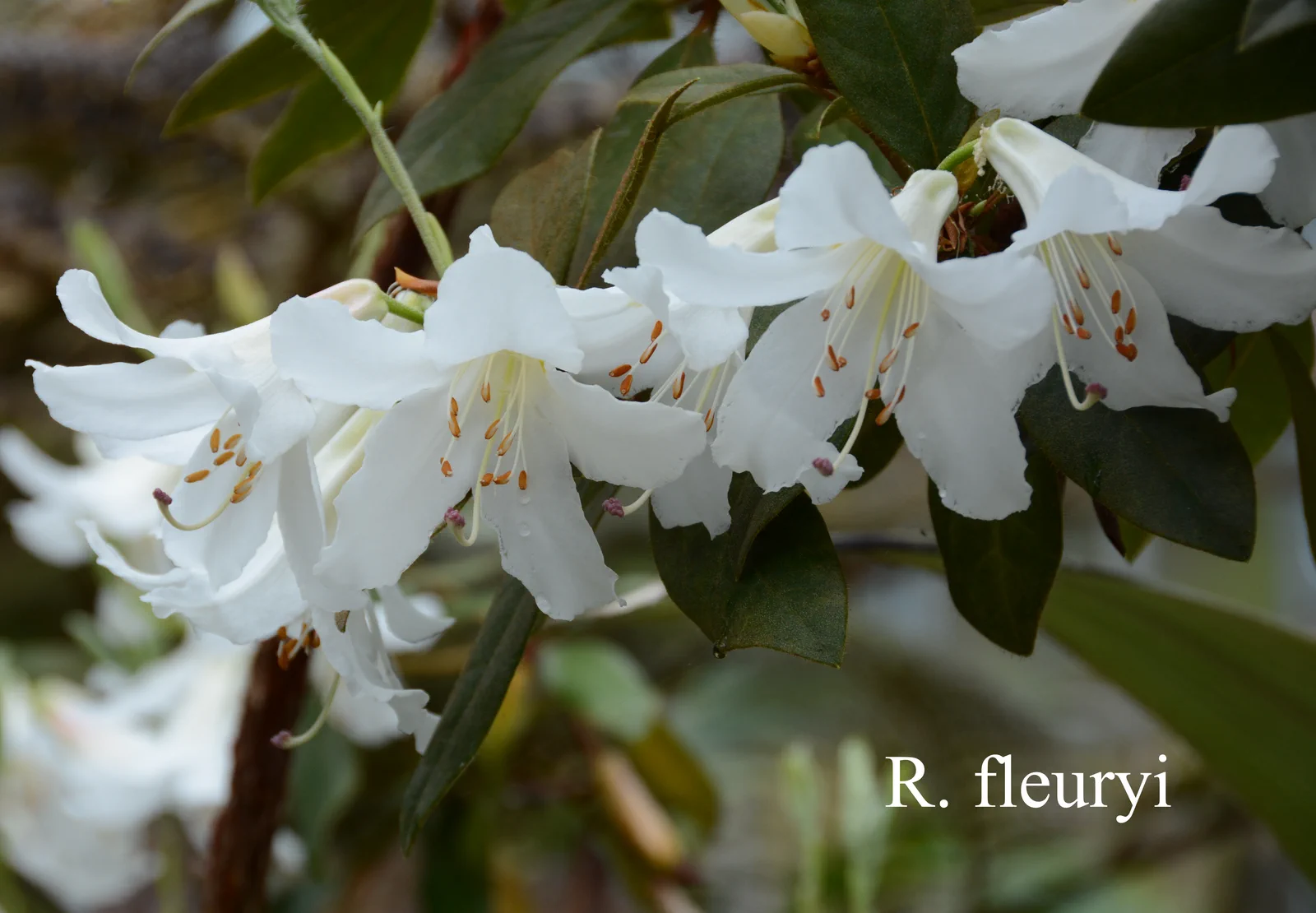 R. fleuryi photo of R. fleuryi. Location: Fearing's Farm Nursery, Abbotsford, BC, Canada. Photo by: Harold Fearing