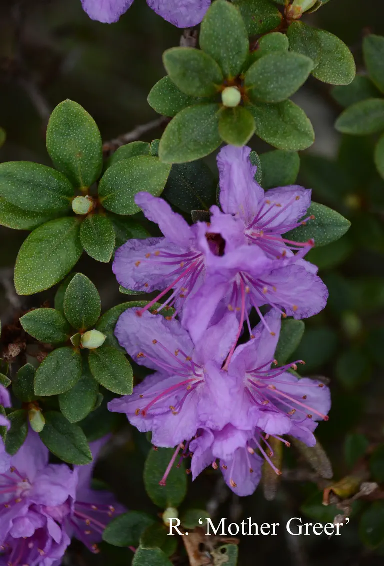 Photo of R. 'Mother Greer', Rhododendron Hybrid