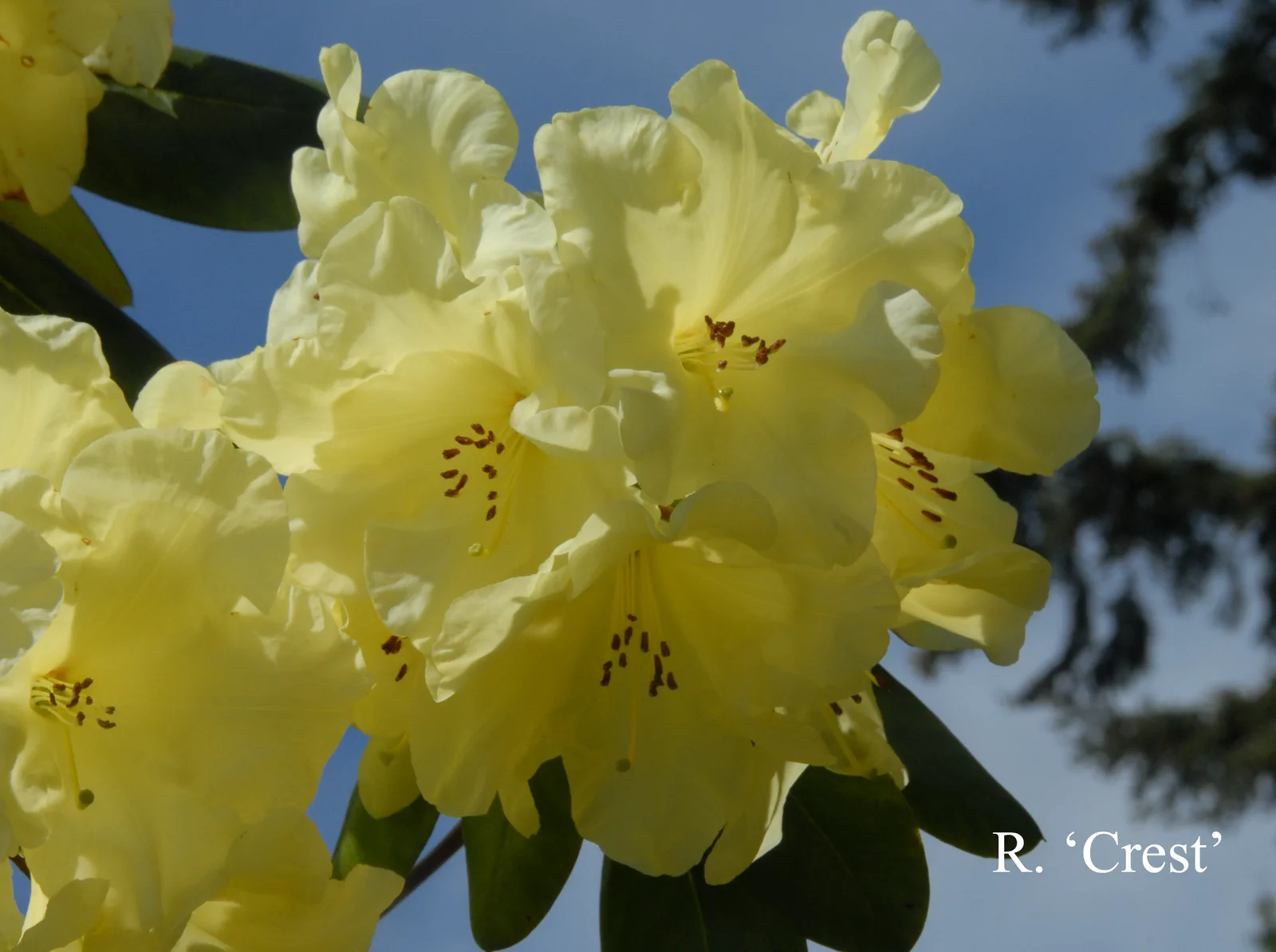 R. 'Crest' photo of R. 'Crest'. Location: Fearing's Farm Nursery, Abbotsford, BC, Canada. Photo by: Harold Fearing