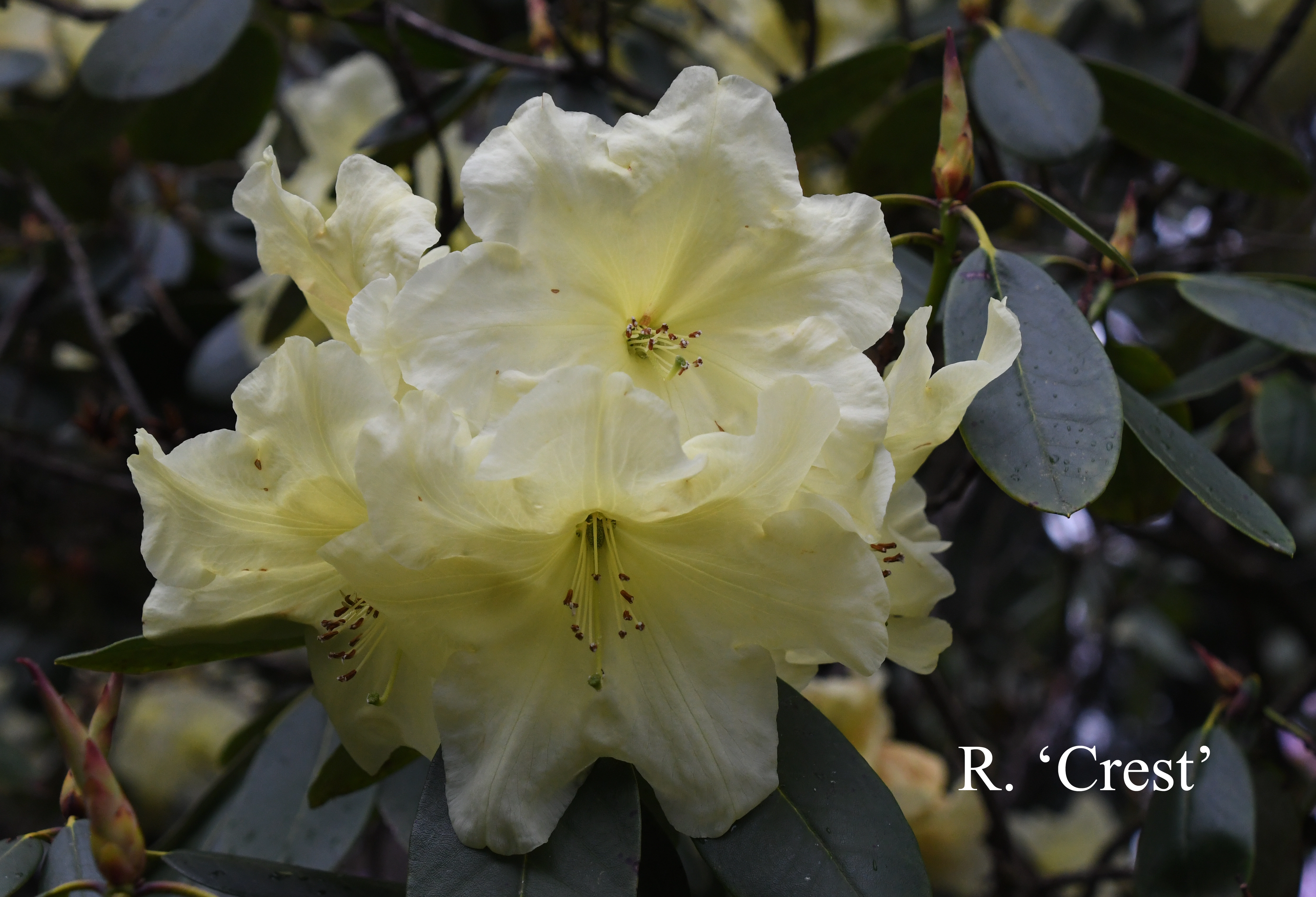 Rhododendron Crest photo