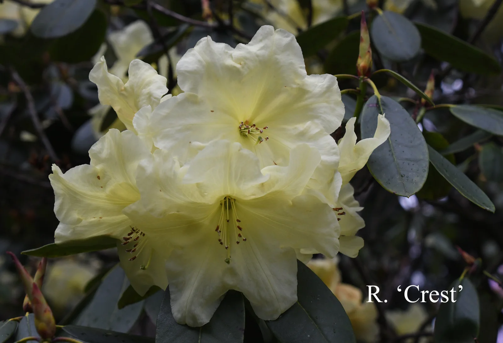 R. 'Crest' photo of R. 'Crest'. Location: Fearing's Farm Nursery, Abbotsford, BC, Canada. Photo by: Harold Fearing