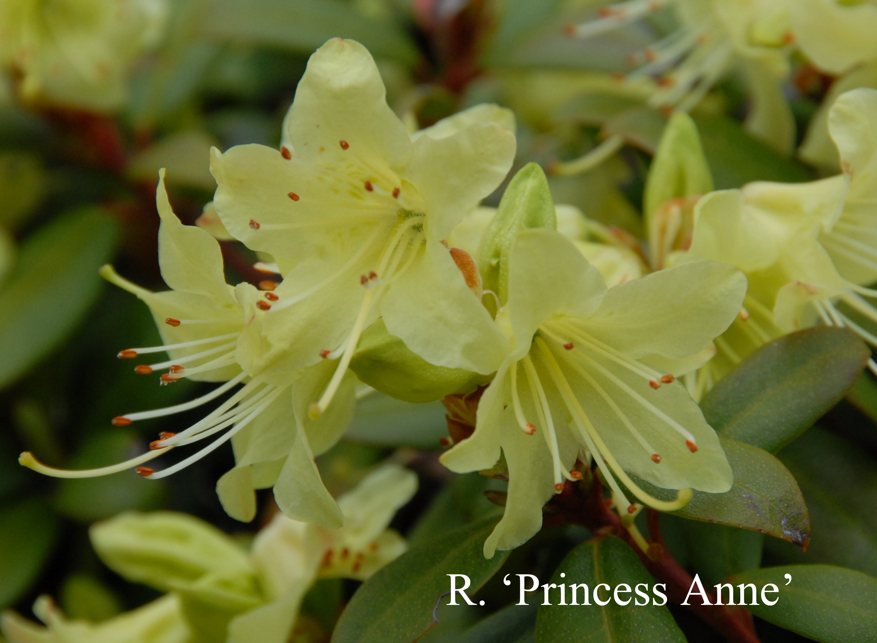 Rhododendron Princess Anne photo
