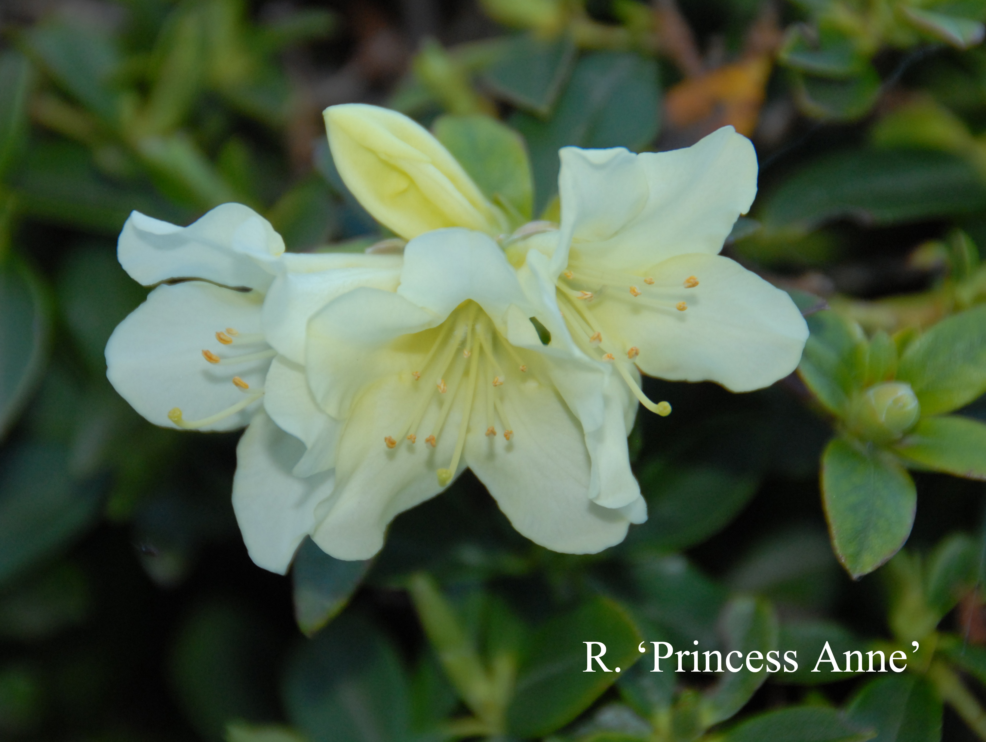 Rhododendron Princess Anne photo