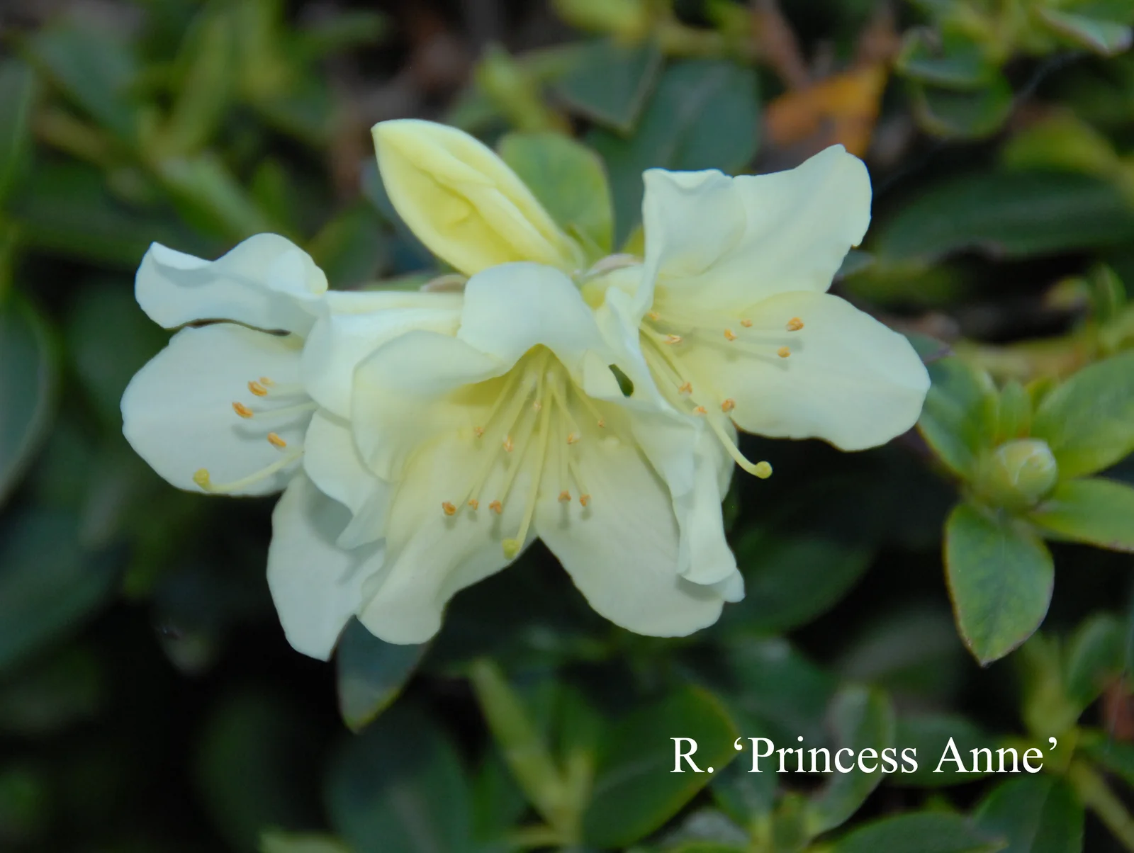 R. 'Princess Anne' photo of R. 'Princess Anne'. Location: Fearing's Farm Nursery, Abbotsford, BC, Canada. Photo by: Harold Fearing