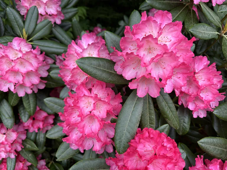 Photo of R. 'Fantastica', Rhododendron Hybrid
