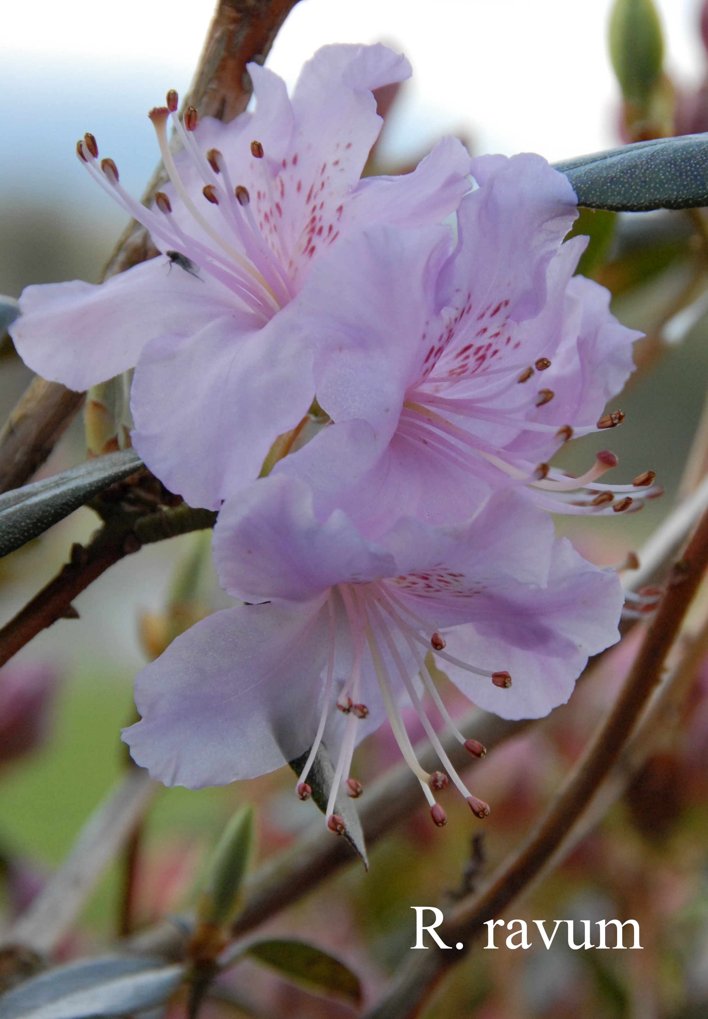 Rhododendron cuneatum photo