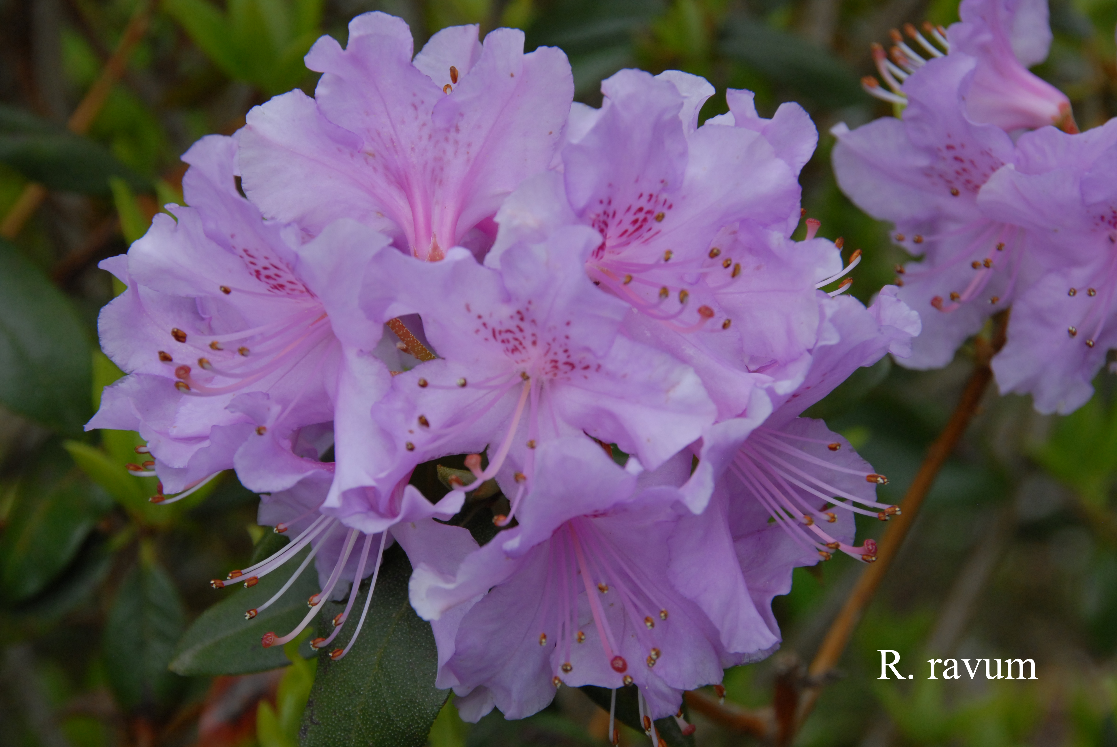 Rhododendron cuneatum photo