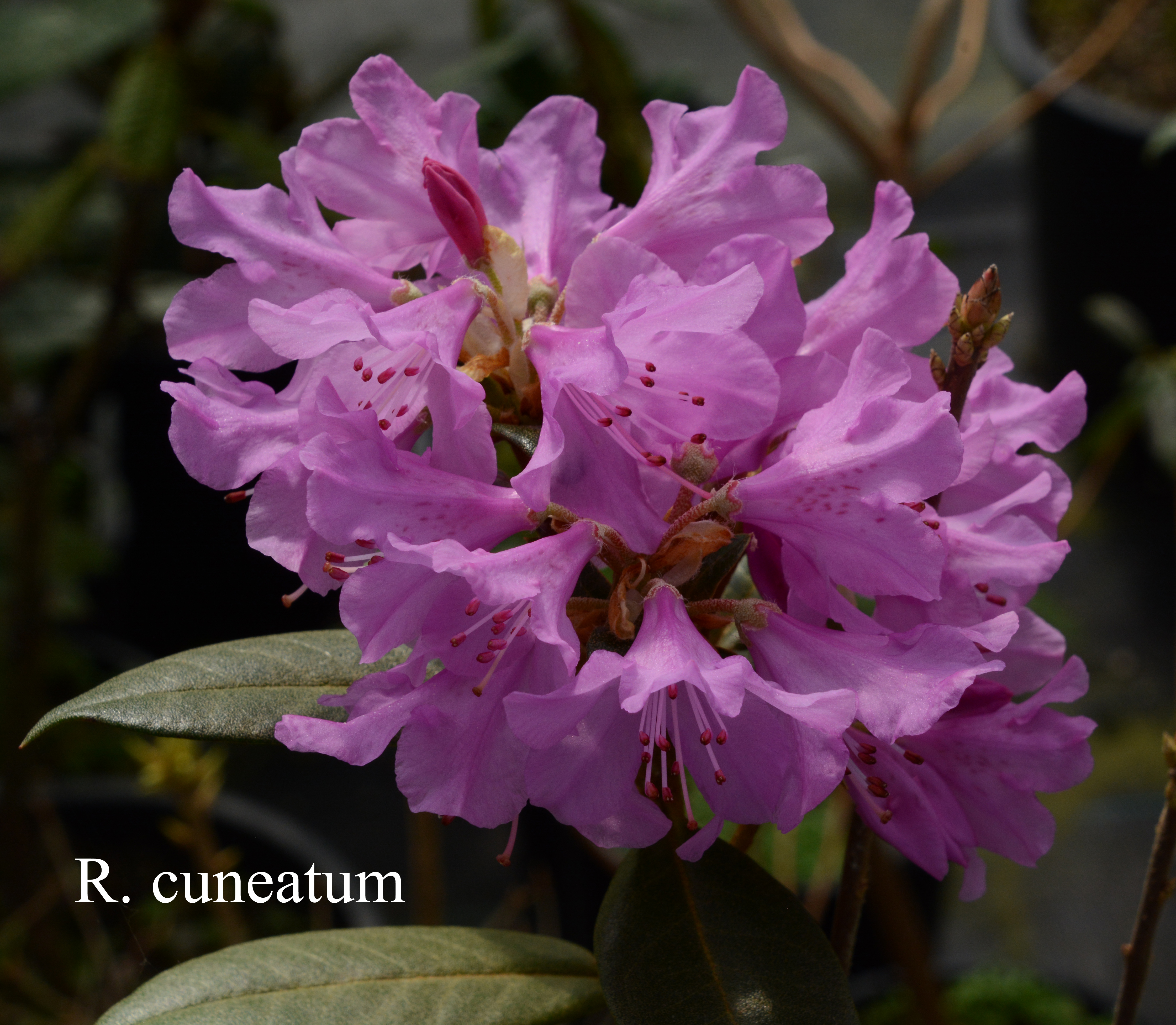 Rhododendron cuneatum photo